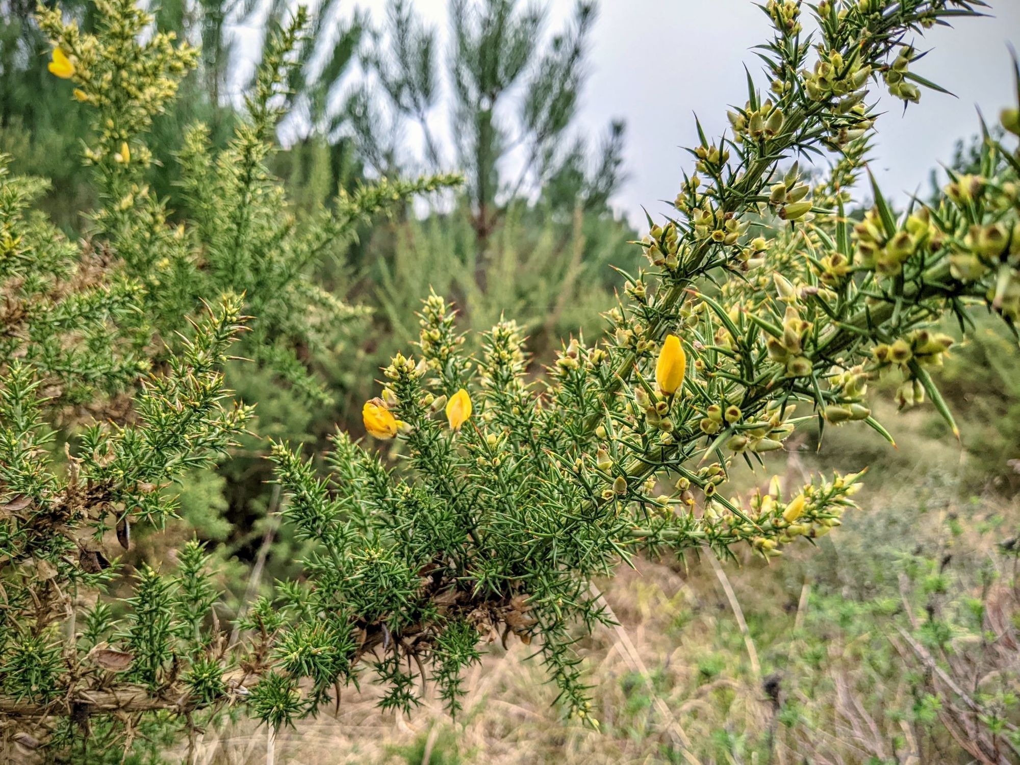 Close up of the plant Gorse (Ulex europaeus), blossoming a few yellow flowers.
