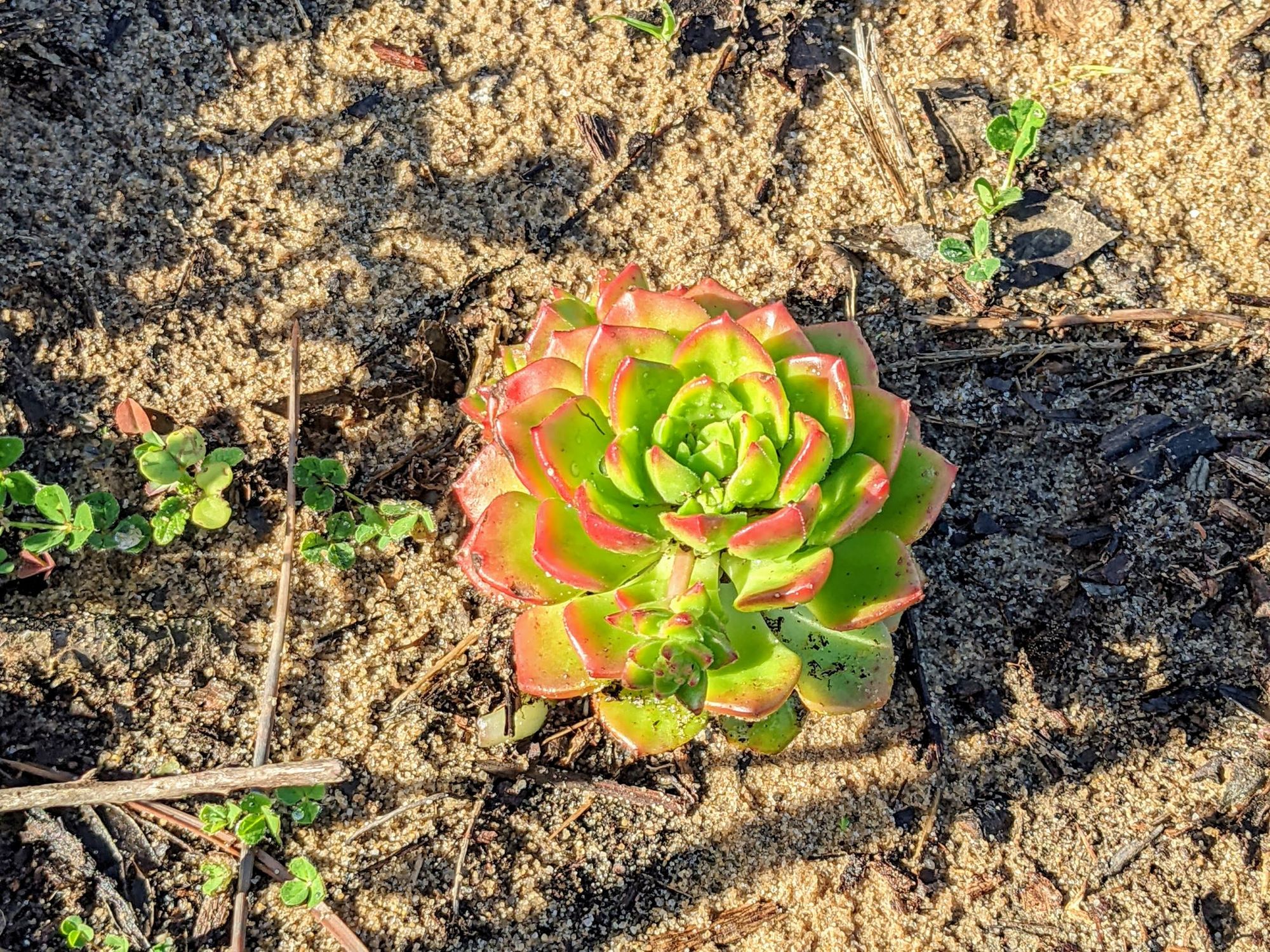 Observation: Looking for succulents for fire protection