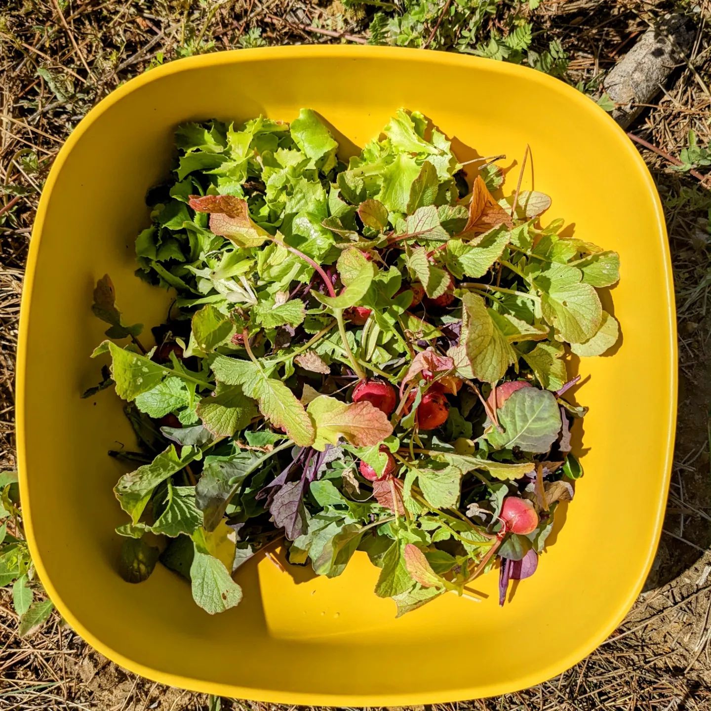 Thinned greens and radishes turned into yummy salad