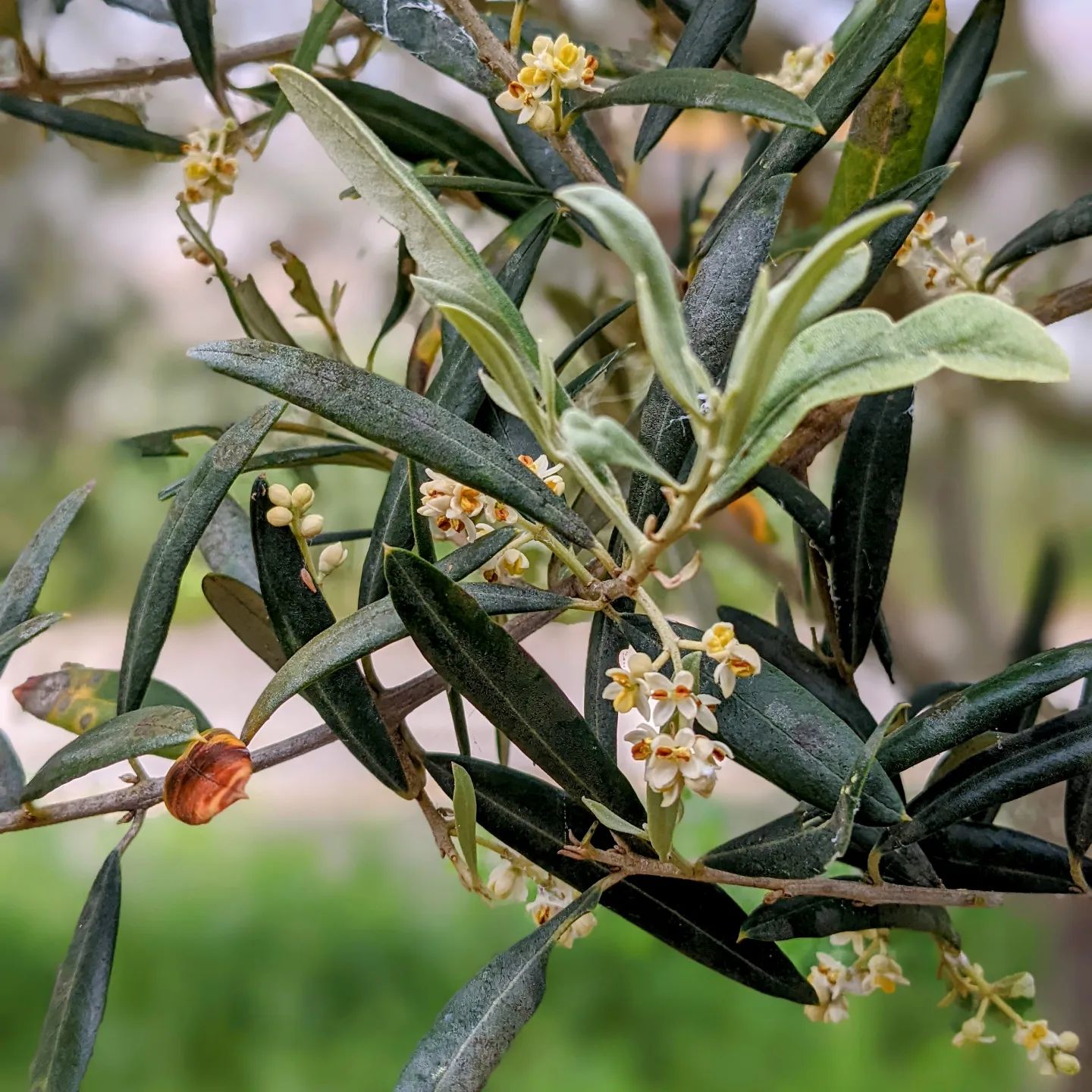 #floweringtree #olivetree