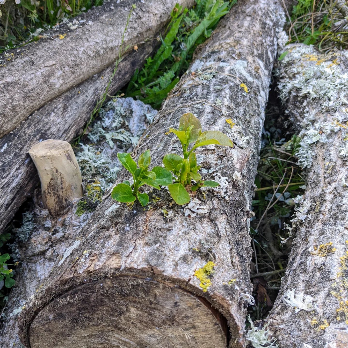 #poplar #log sprouting in the east #swale