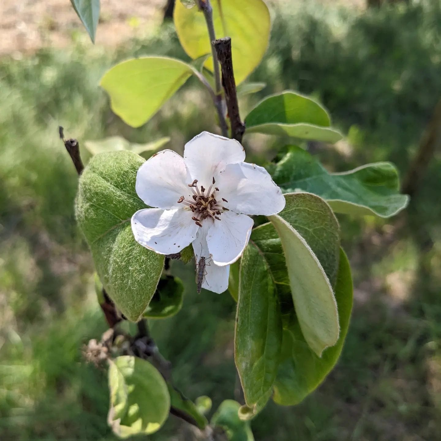 Young #quince flowering