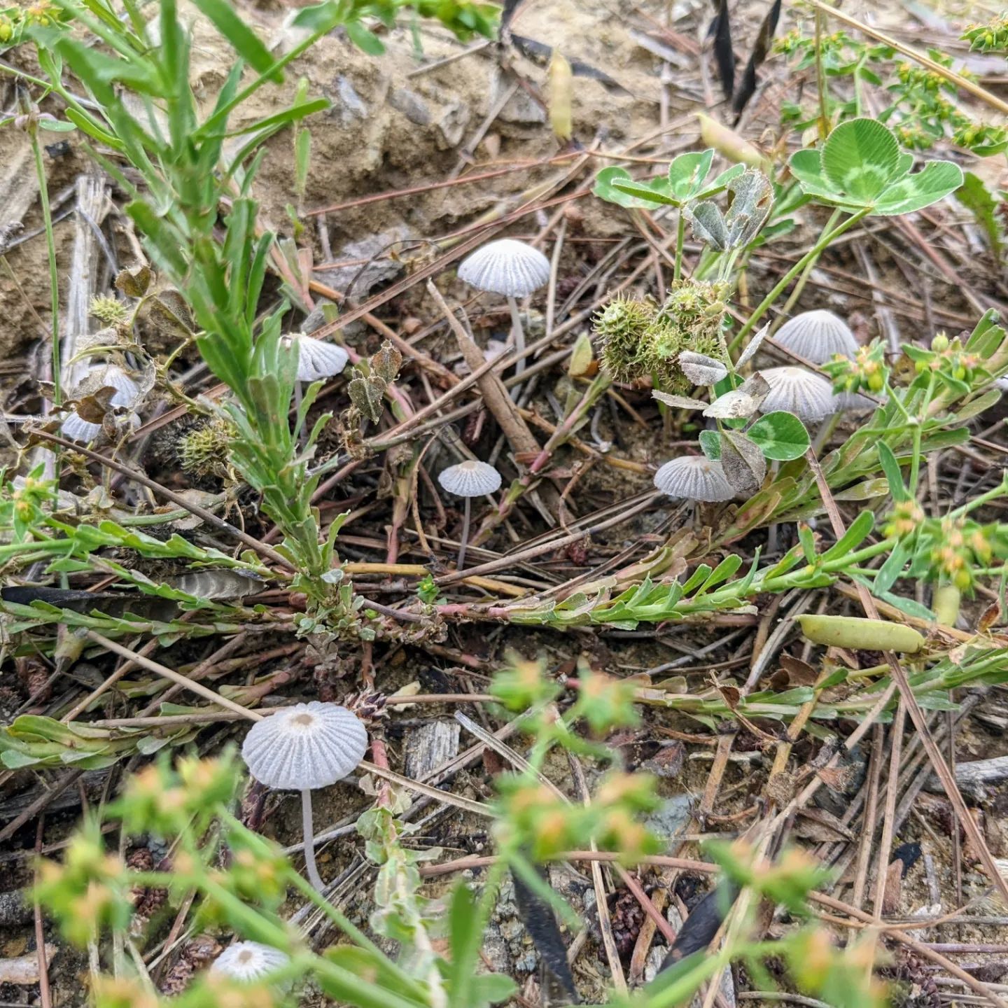 The #irrigation brought out the #mushrooms