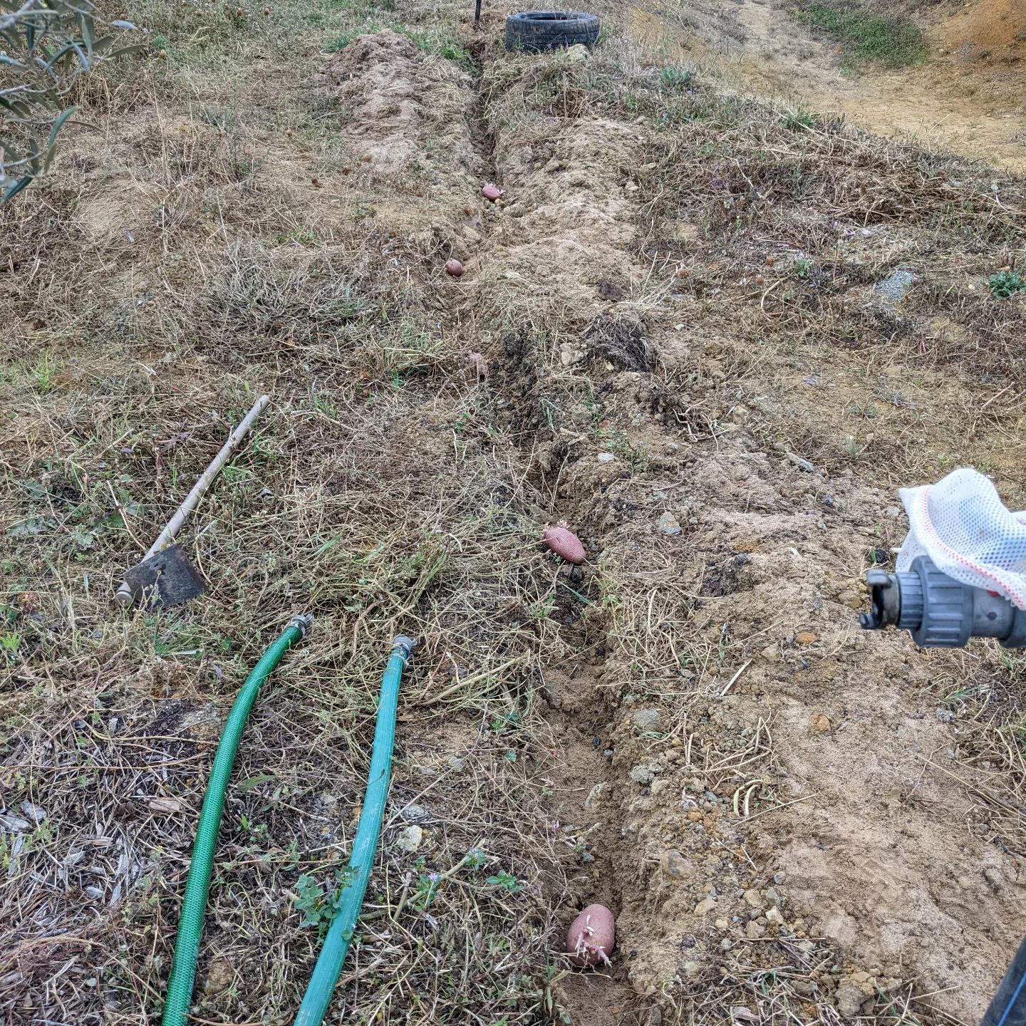 Some potatoes that sprouted in the cupboard going into the trench left by digging up the old irrigation mainline