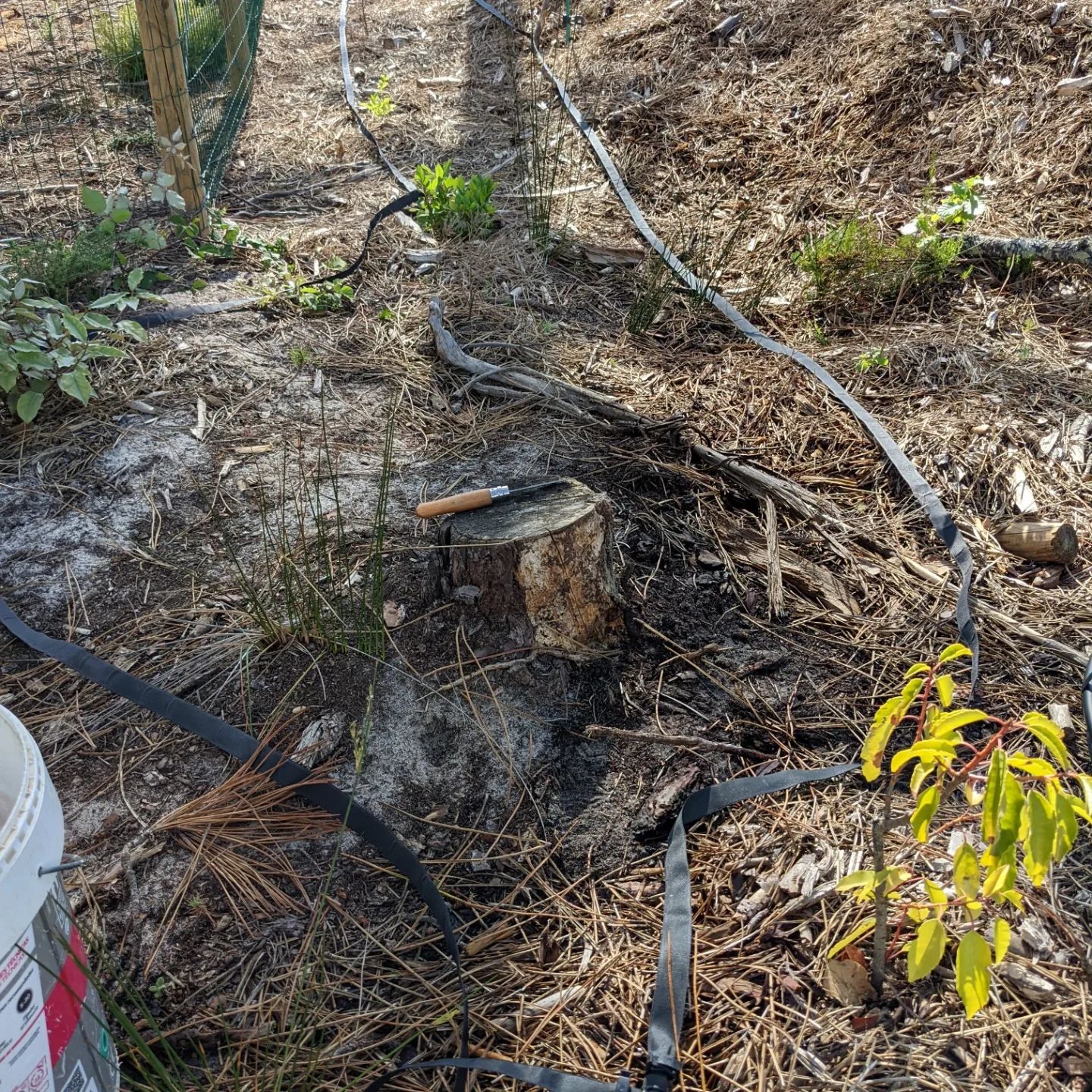 Installing #soakerhose along perimeter lines that are difficult to reach with sprinklers