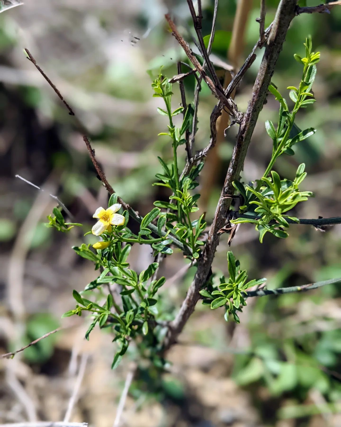 Flowering wild jasmine (jasmineiro do monte)
