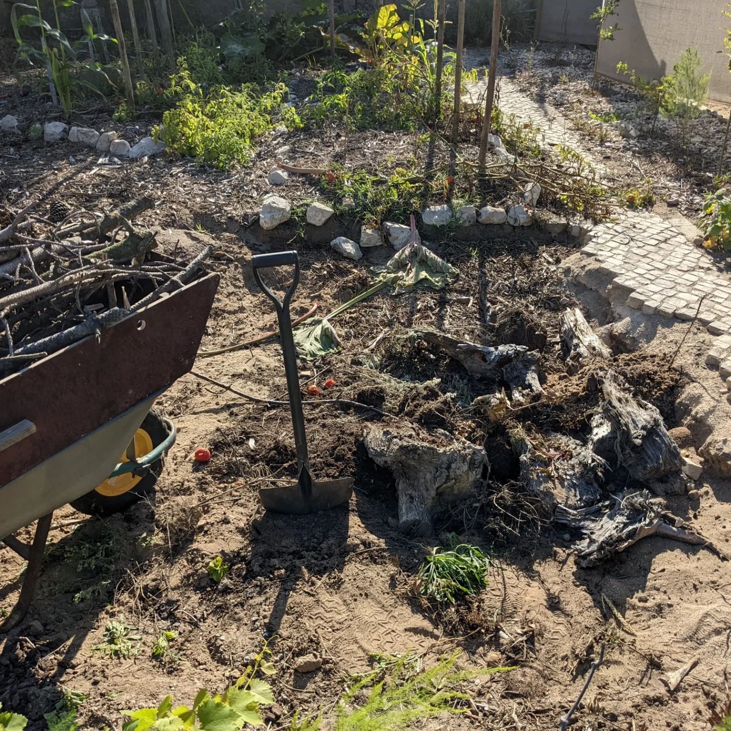 Filling the hole left from removing the old brick raised bed with woody stuff (eucalyptus chunks, pine branches, and hortênsias cut yesterday) to make a hugelbed