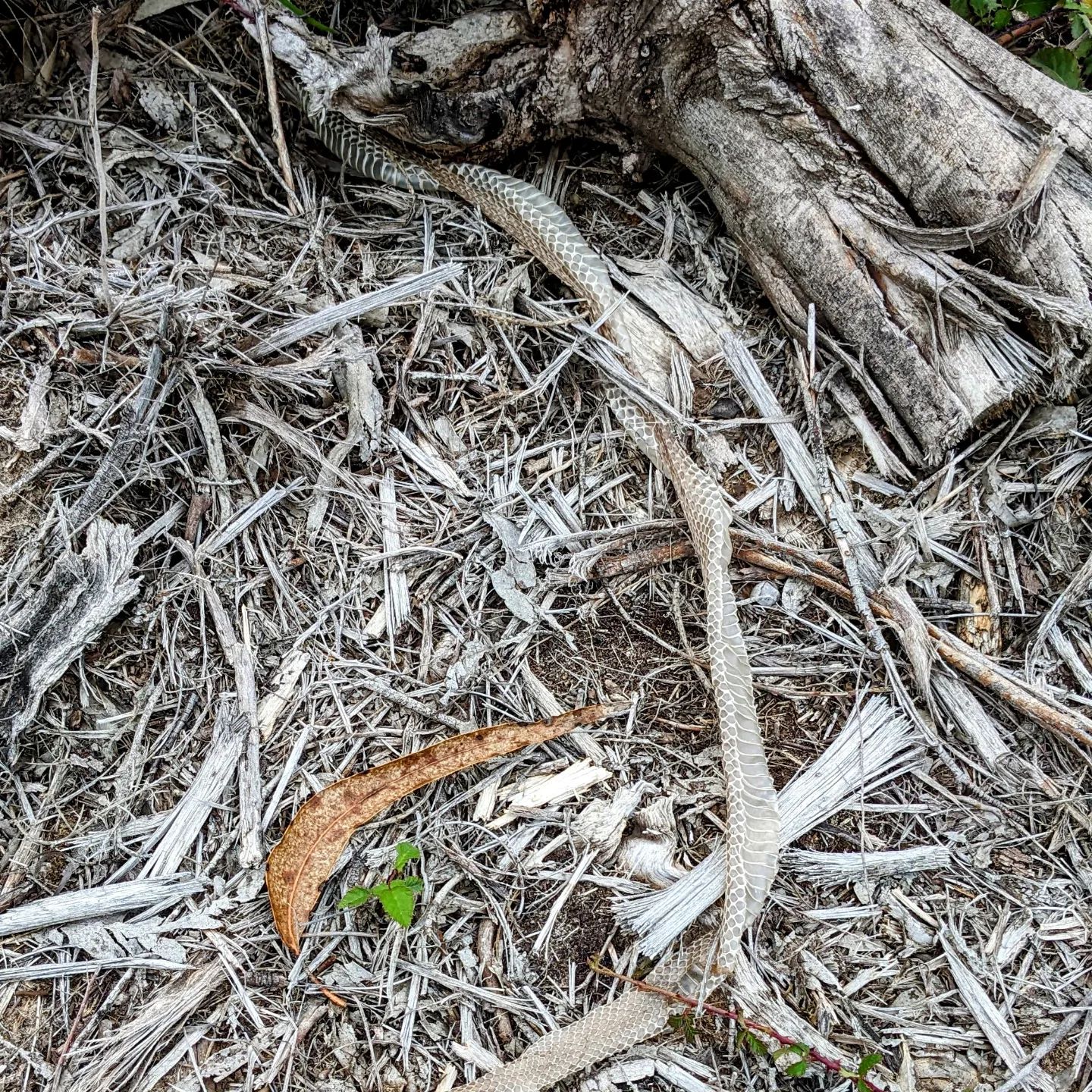 Found a #snakeskin in the garden 😮