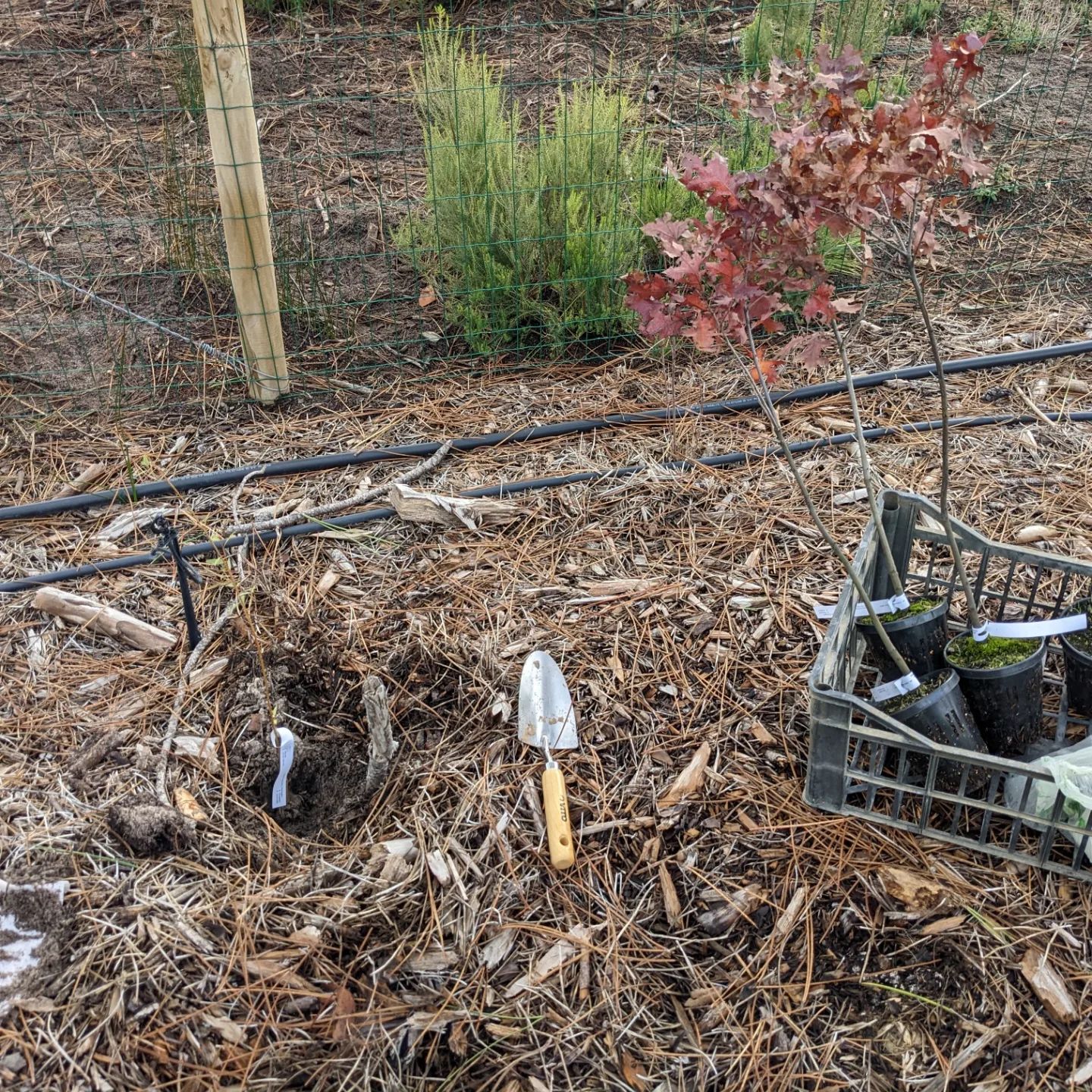 Planting replacements for last year's plantings that didn't make it: willows, oaks, buckthorns, etc