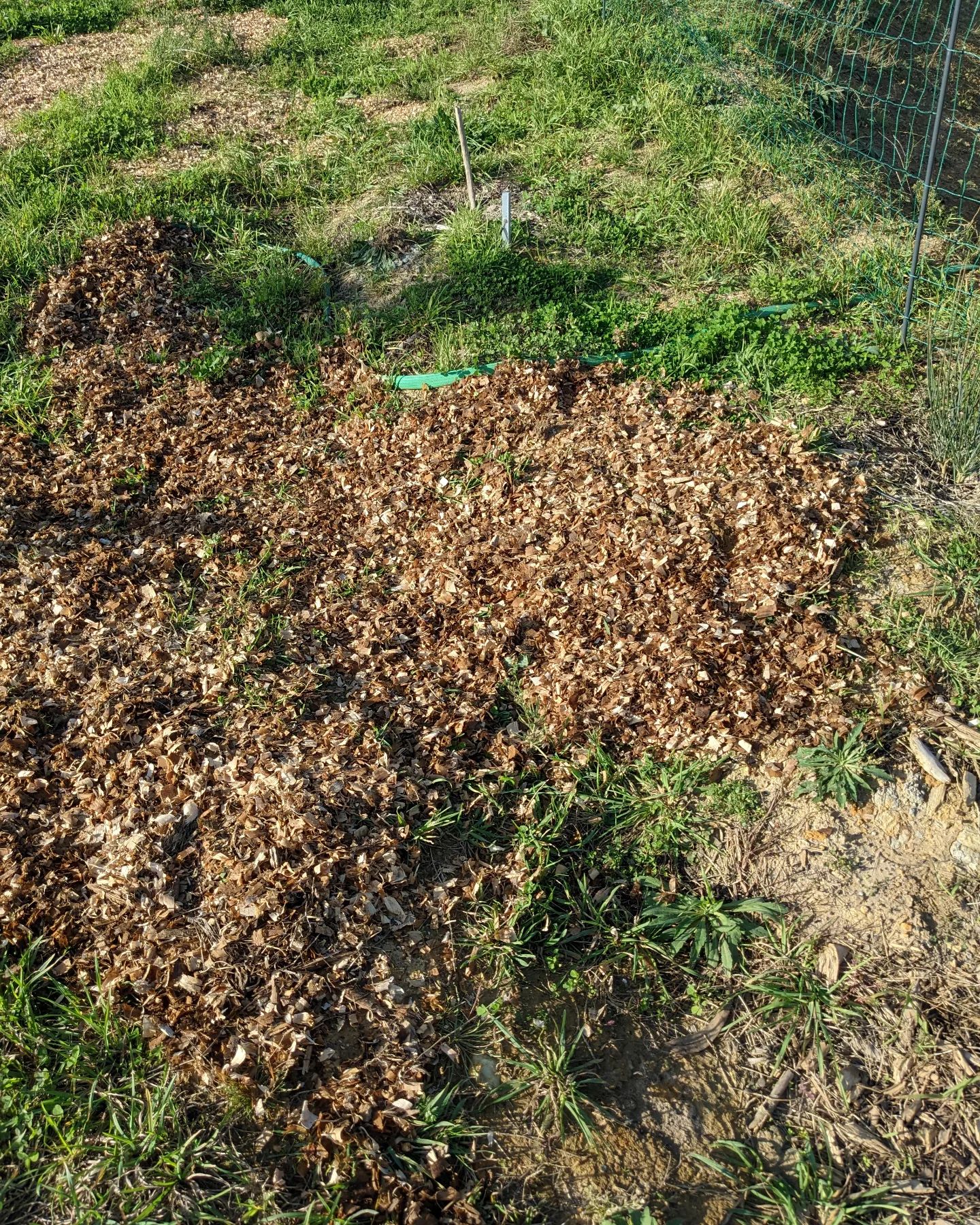Mulching bare soil with poopy wood chips from the duck house