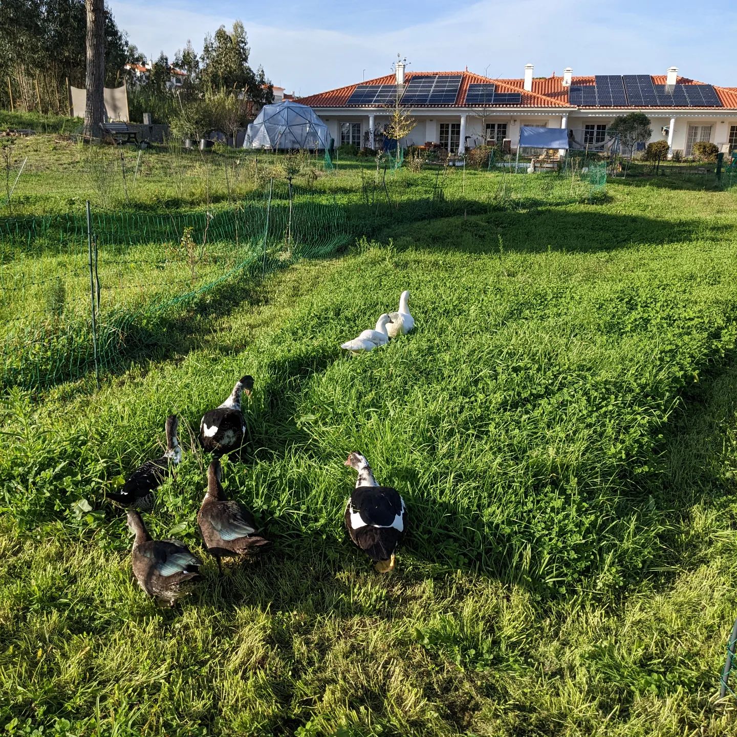 The #ducks exploring their fresh new strip of pasture
