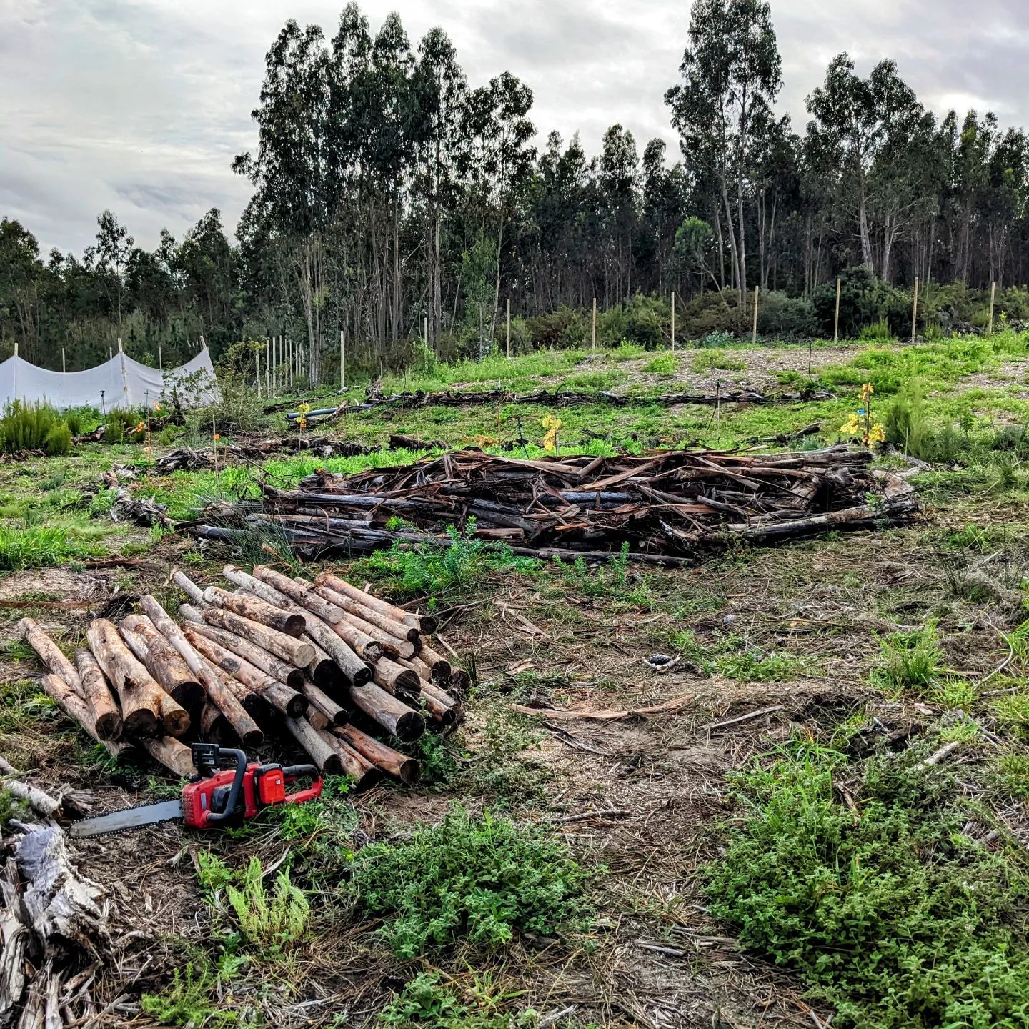 Another pile of #eucalyptus logs processed, with the discarded bits used to make the base of a #hugelkultur #windbreak for the social gathering area