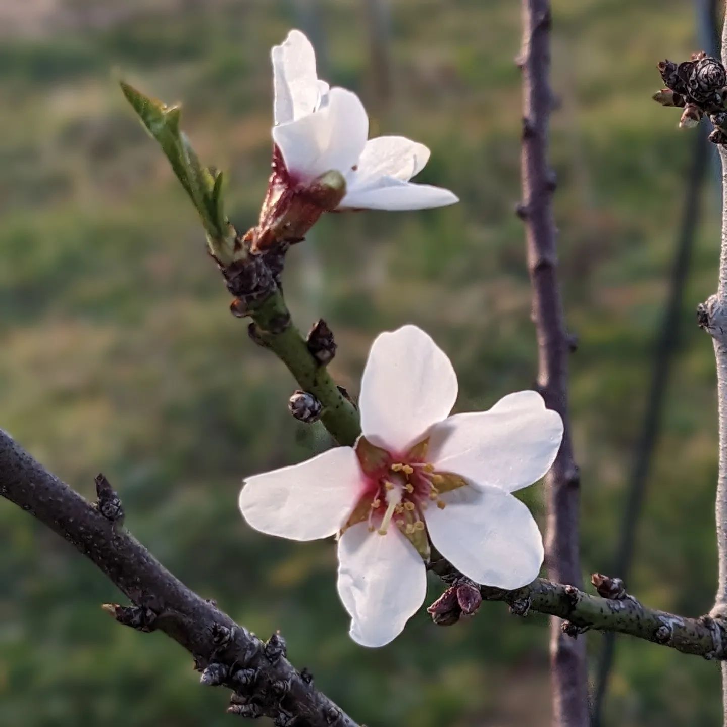 Ah, what a joy to welcome the almond tree flowers