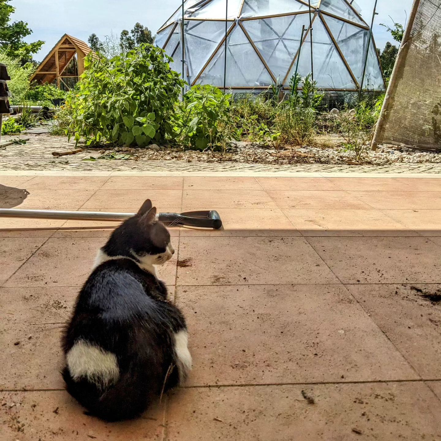 A cat visiting our garden