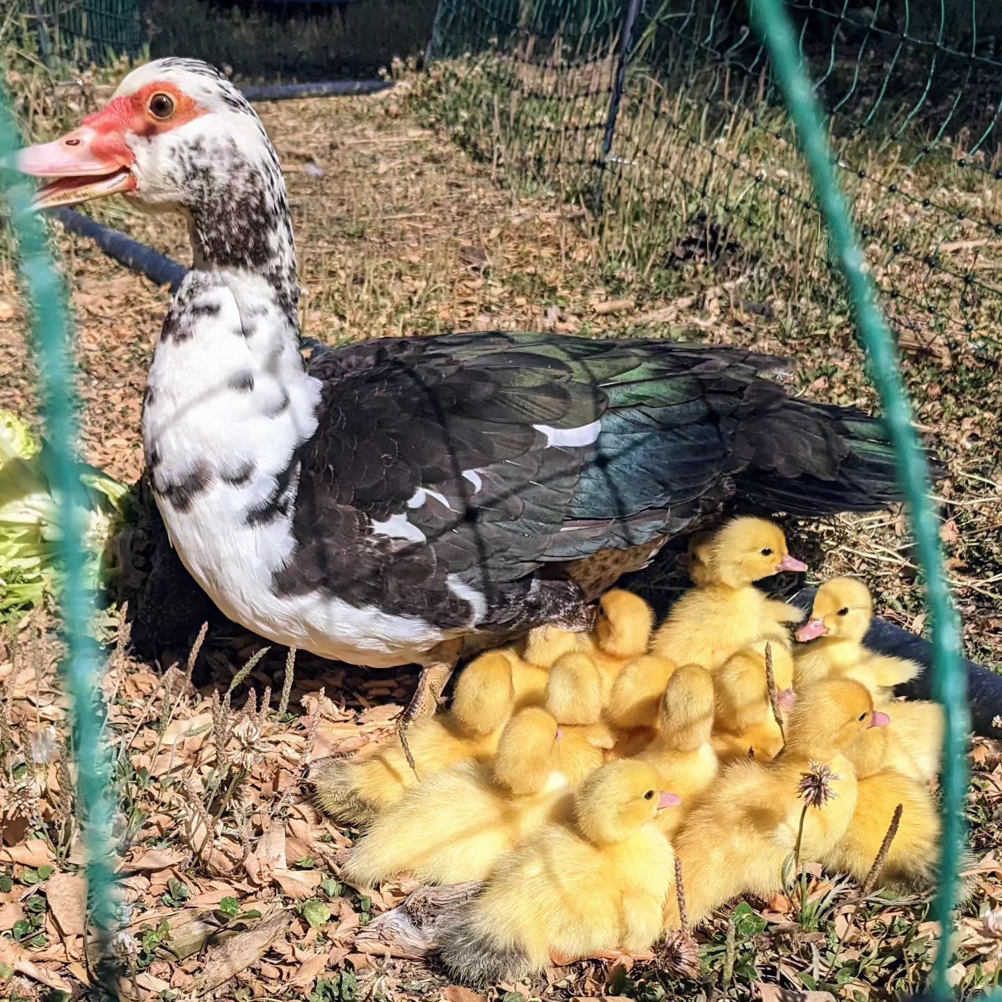 Momma Muscovy took the ducklings out!