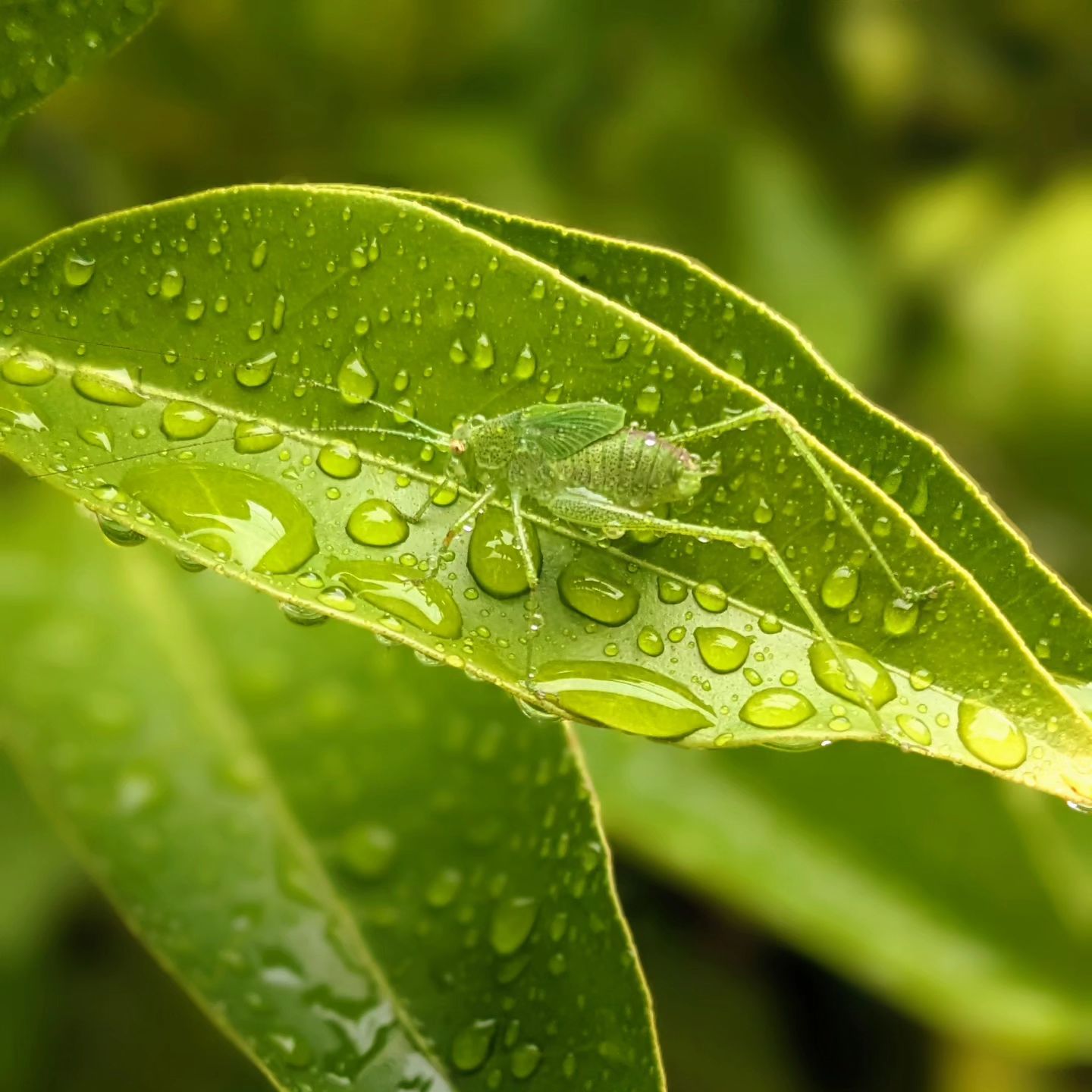 A green insect enjoying the rain