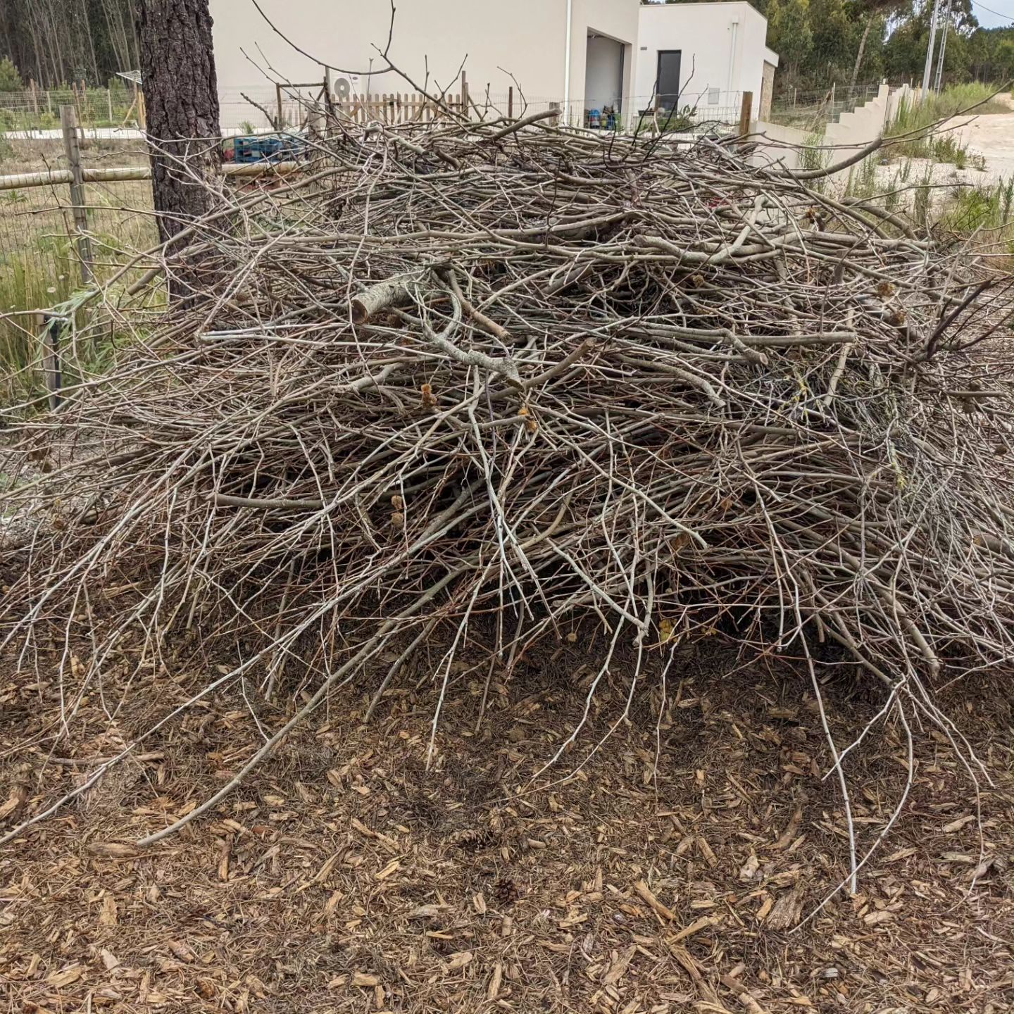 Moving this pile of branches to get to the wood chip underneath