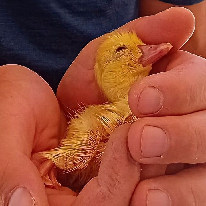 Another duckling! Hatched 2 days later, this wonder boy was left behind