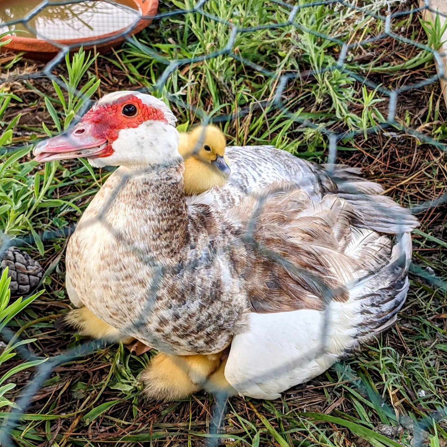 Muscovy ducklings chilling and/or warming up with mommy