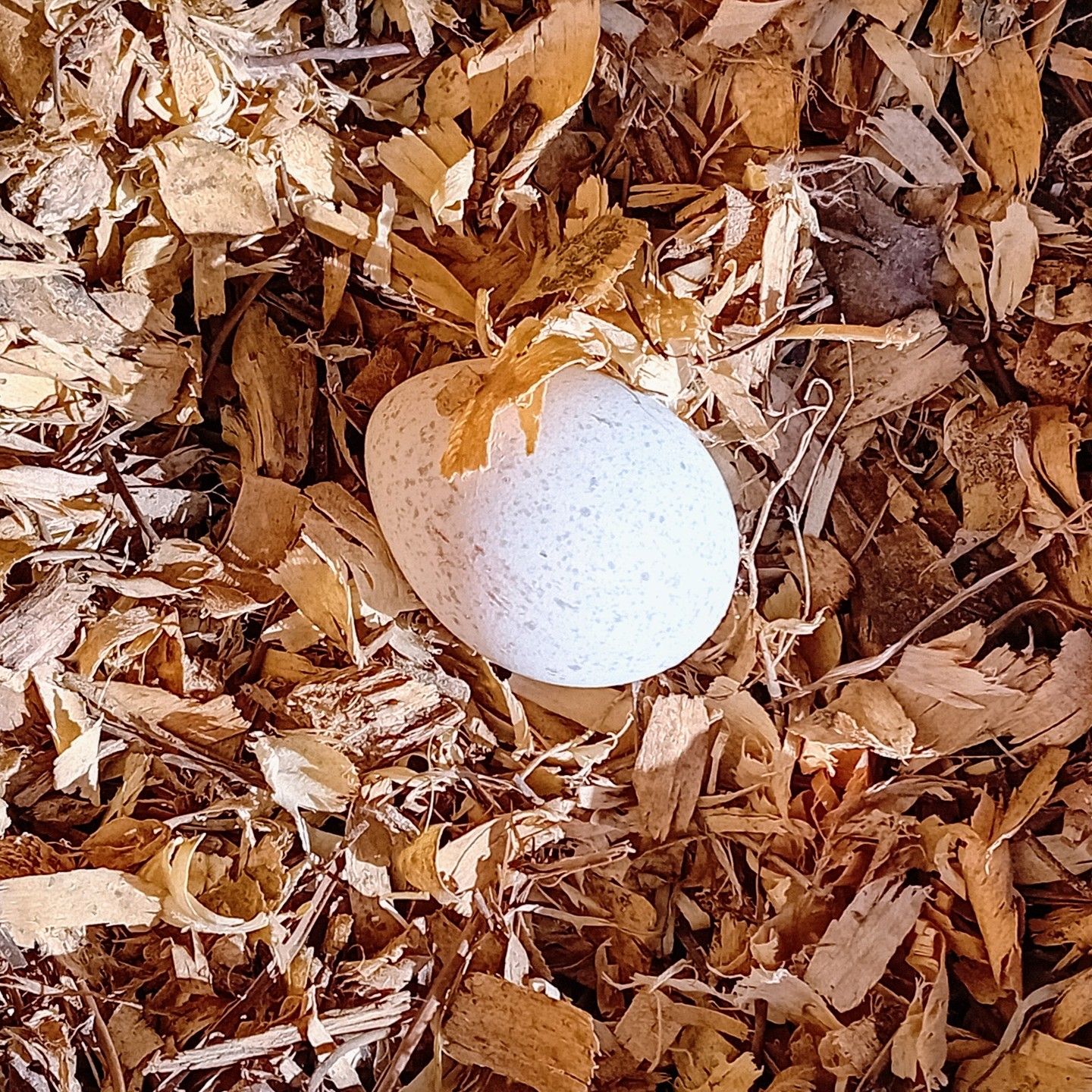 The first turkey egg!