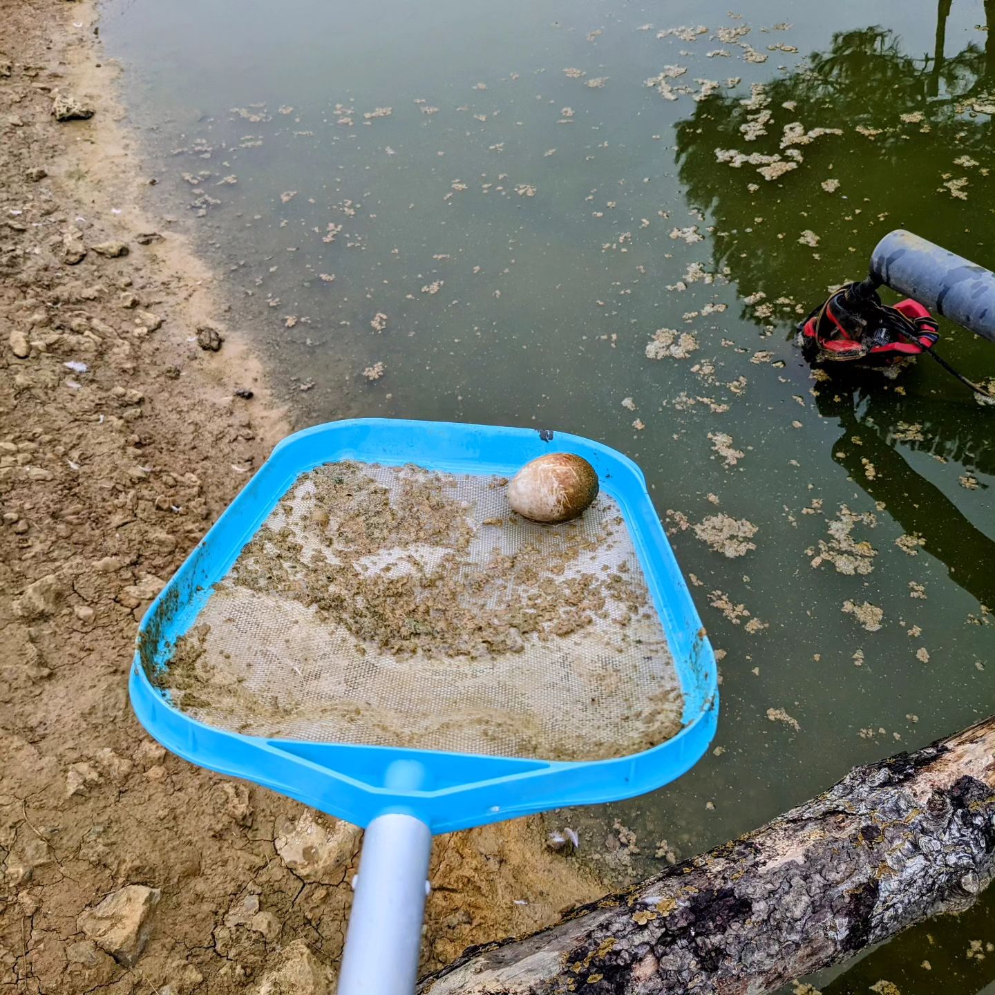 Found an egg while cleaning the pond surface 🤷