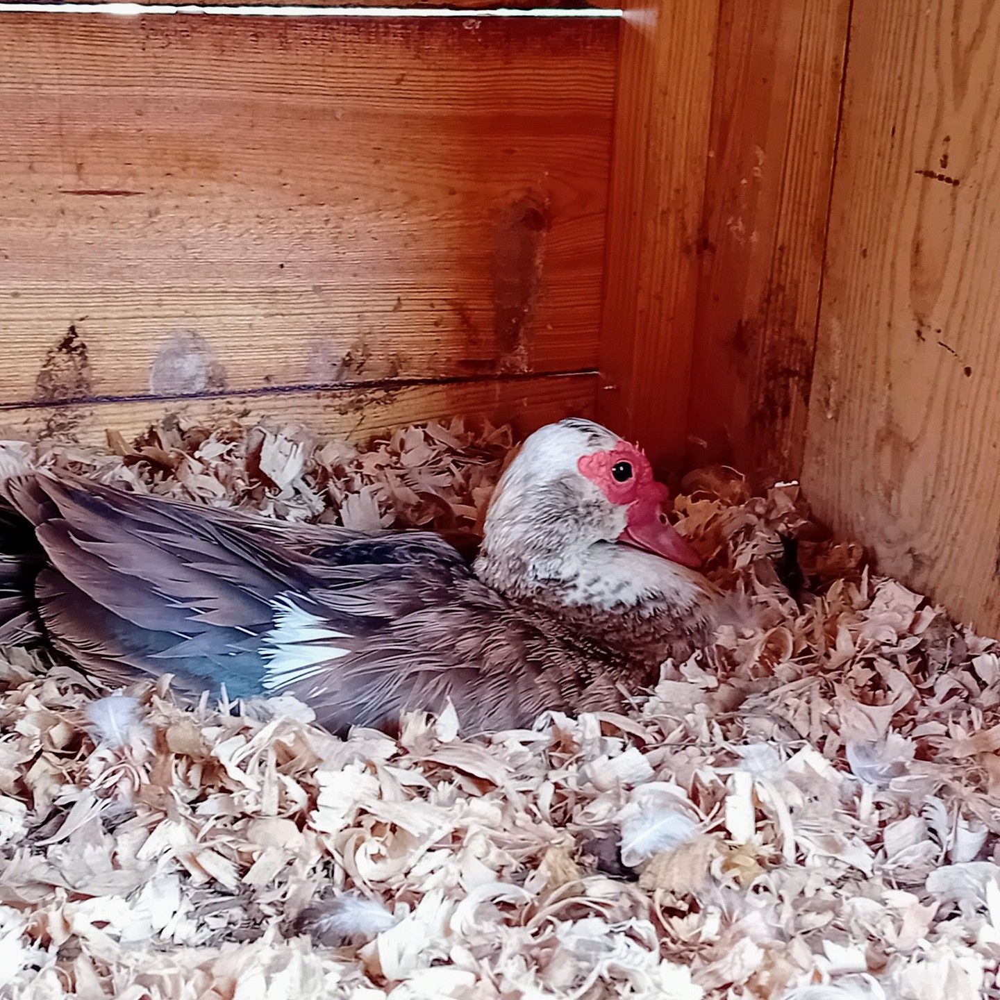 She might not have any eggs yet, but this Muscovy duck is ready to be a mother