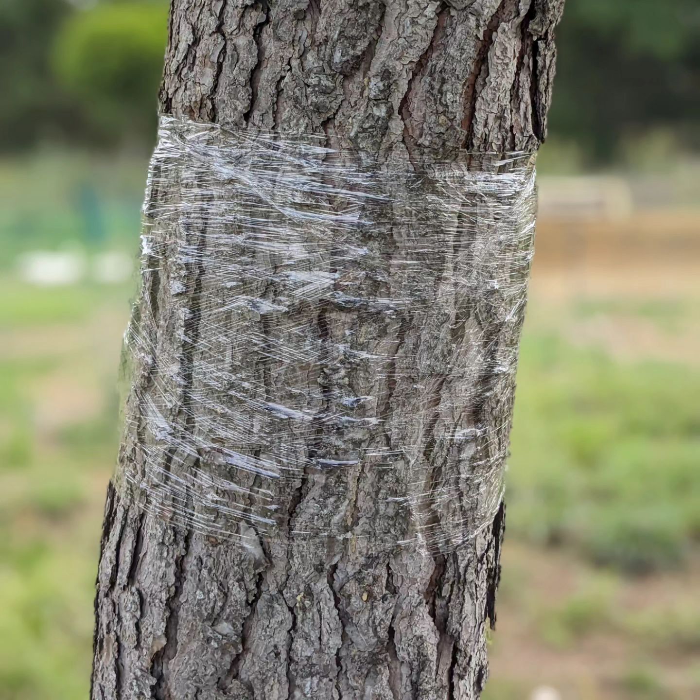 Wrapping cling film around the trunks of pine trees in the garden and close vicinity