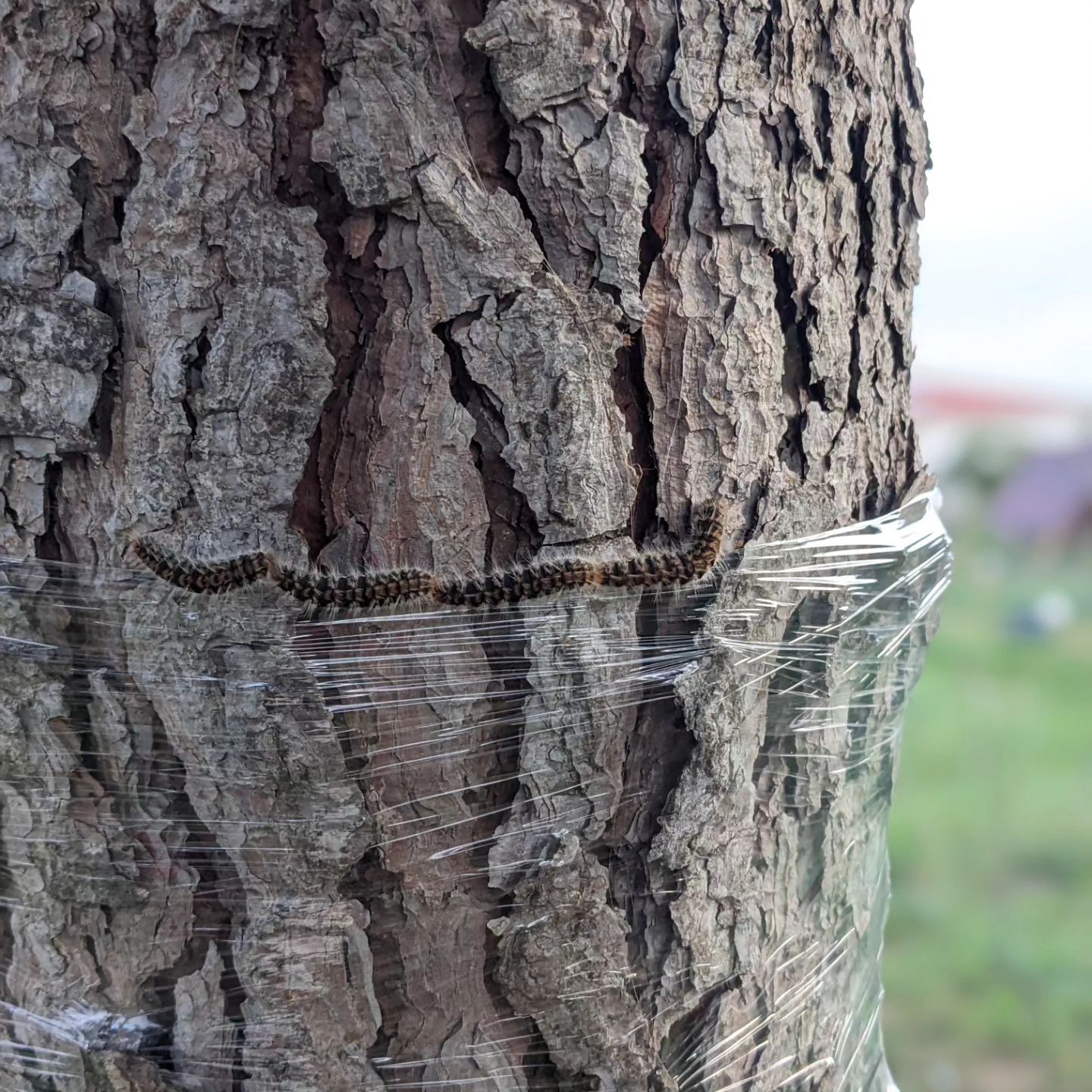 Confirmed: the pine processionary caterpillars don't like to walk on cling film