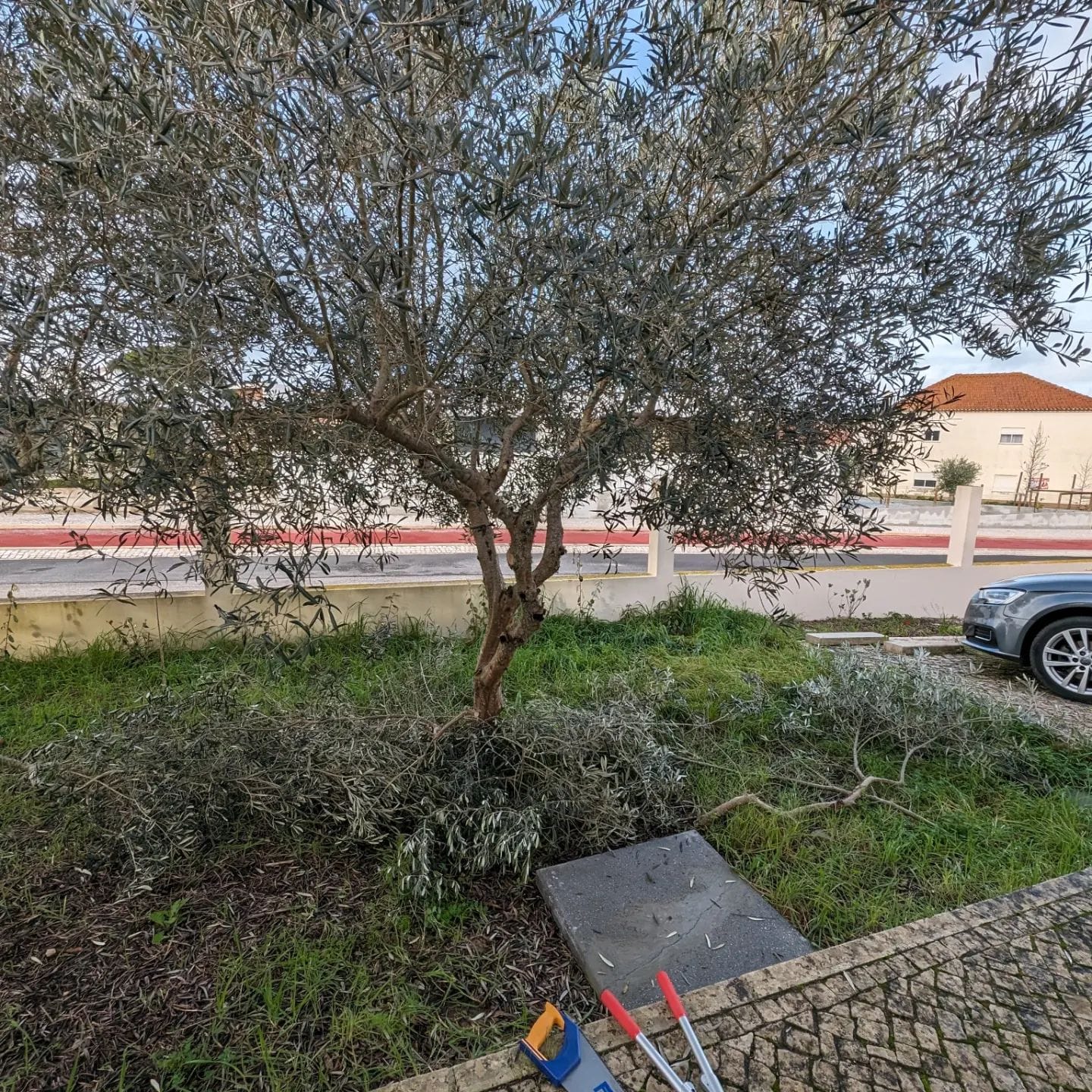 Pruning the olive trees