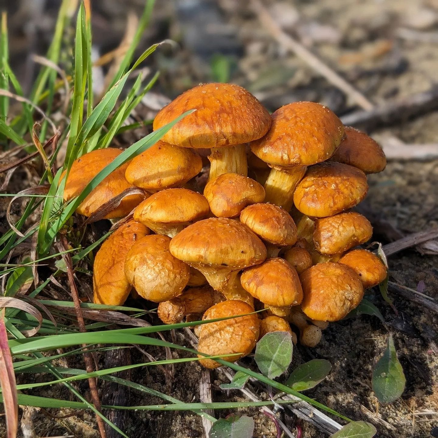 #mushrooms
