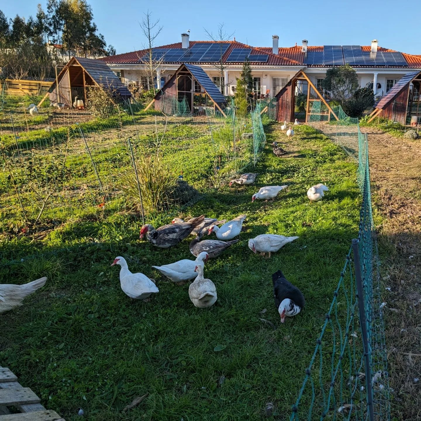 Moved the birds to fresh paddocks
