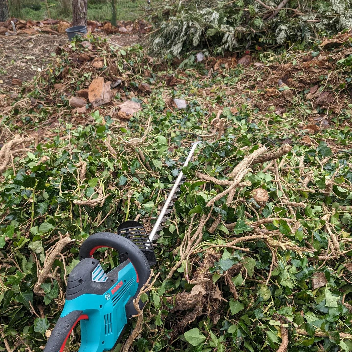 Using an electric (plug in) hedge trimmer to break down branchy biomass dropped off by the cleaning crew