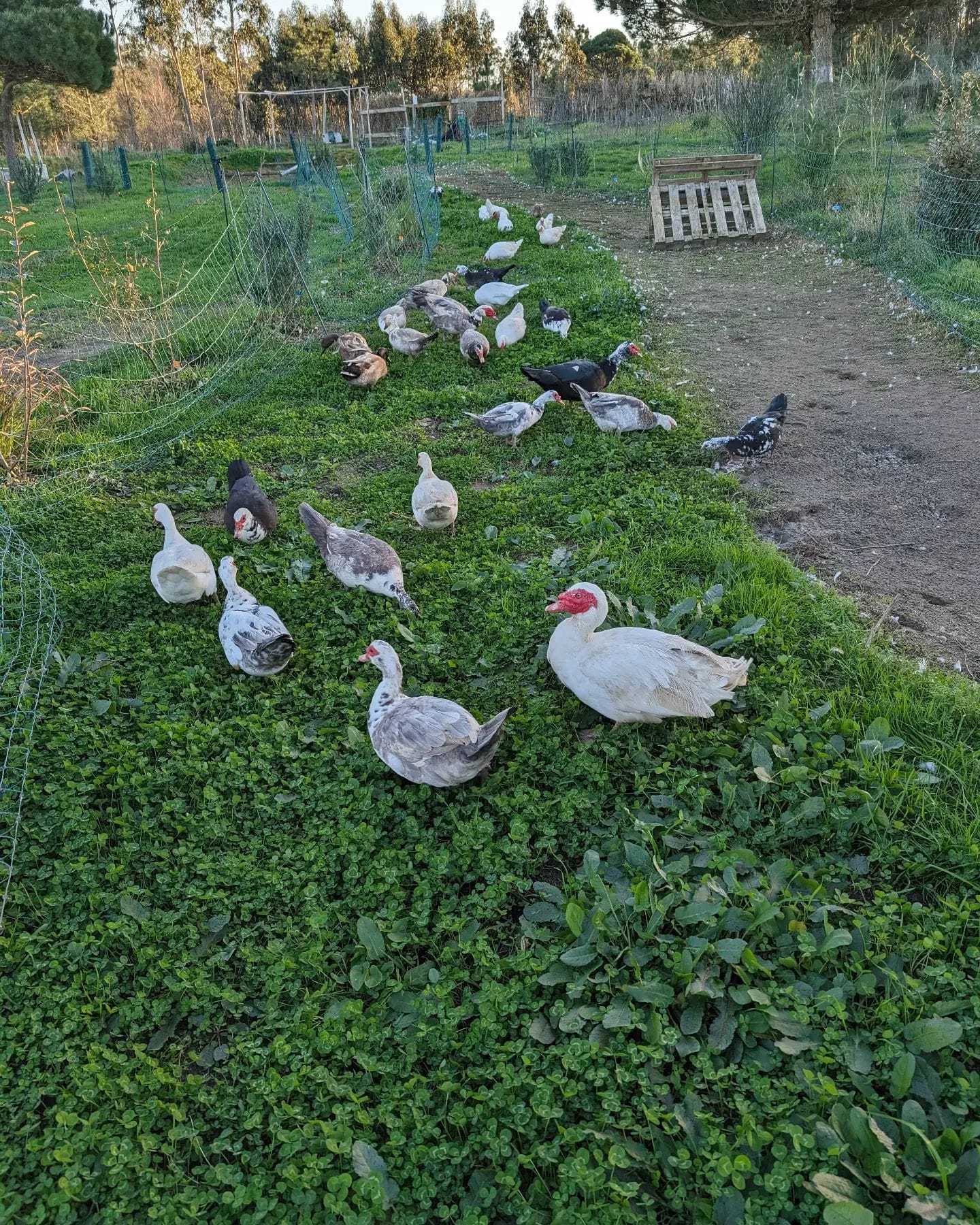 Fresh strip of grass for the ducks