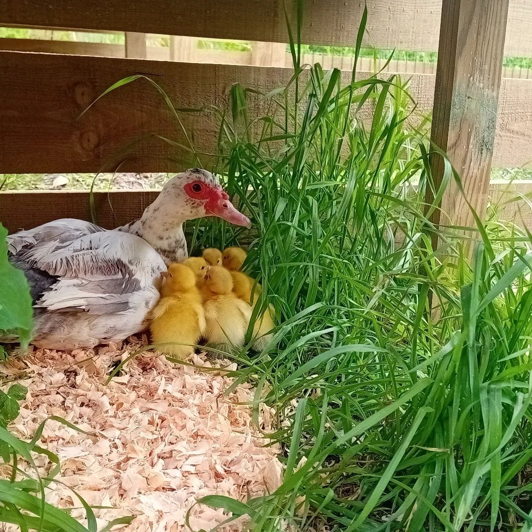 The new family is now in their new home, especially built to keep them safe and comfortable