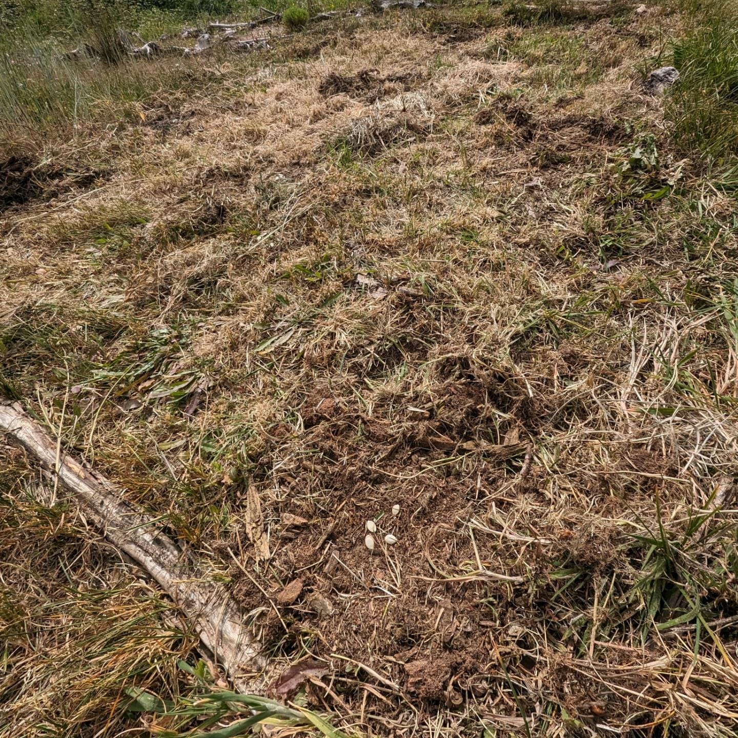 Sowed a small patch with zucchini (Costata Romanesco variety)