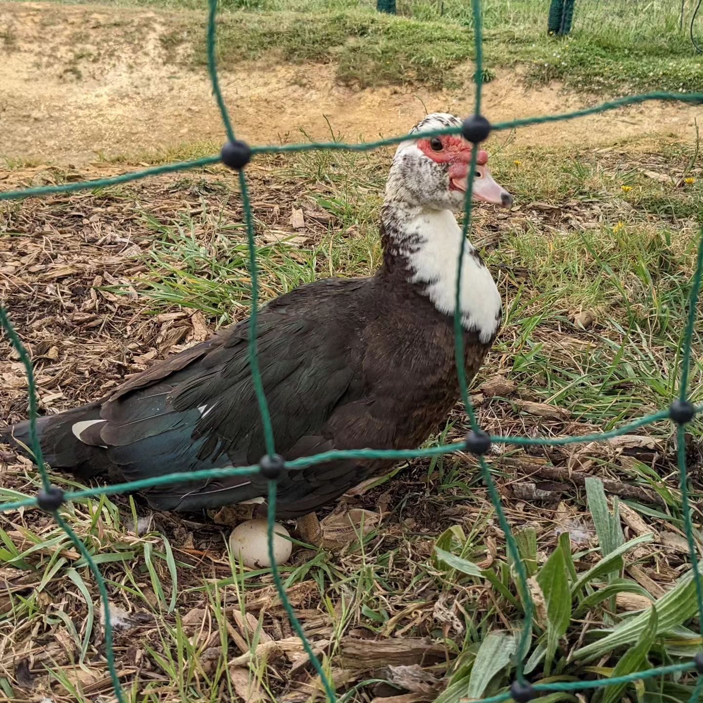 She probably suspected something after we kept taking the eggs she was laying in the coop, so she decided to lay one on the side of the pond