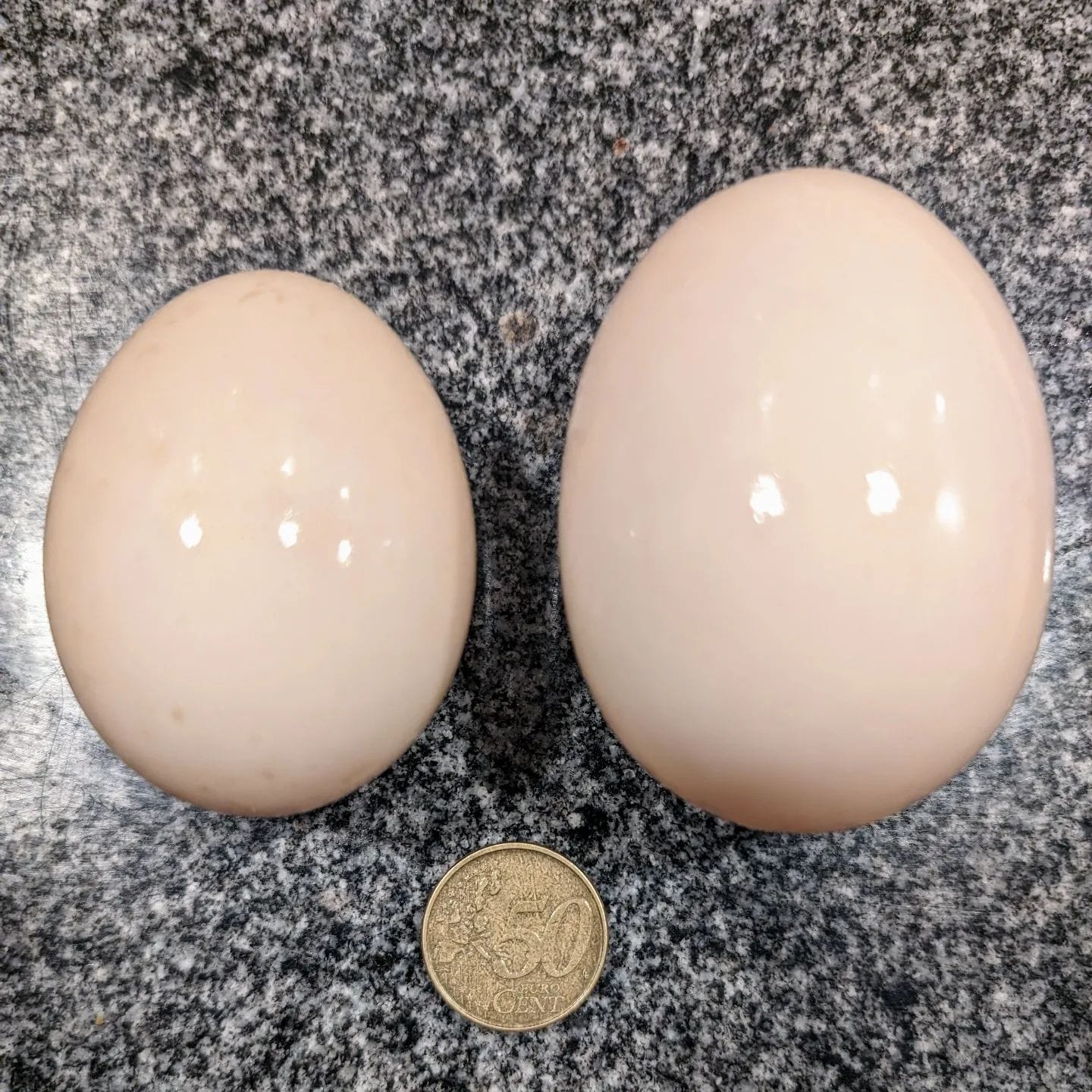 Hard workers: our ducks typically lay fairly large eggs, such as the one on the left in this photo