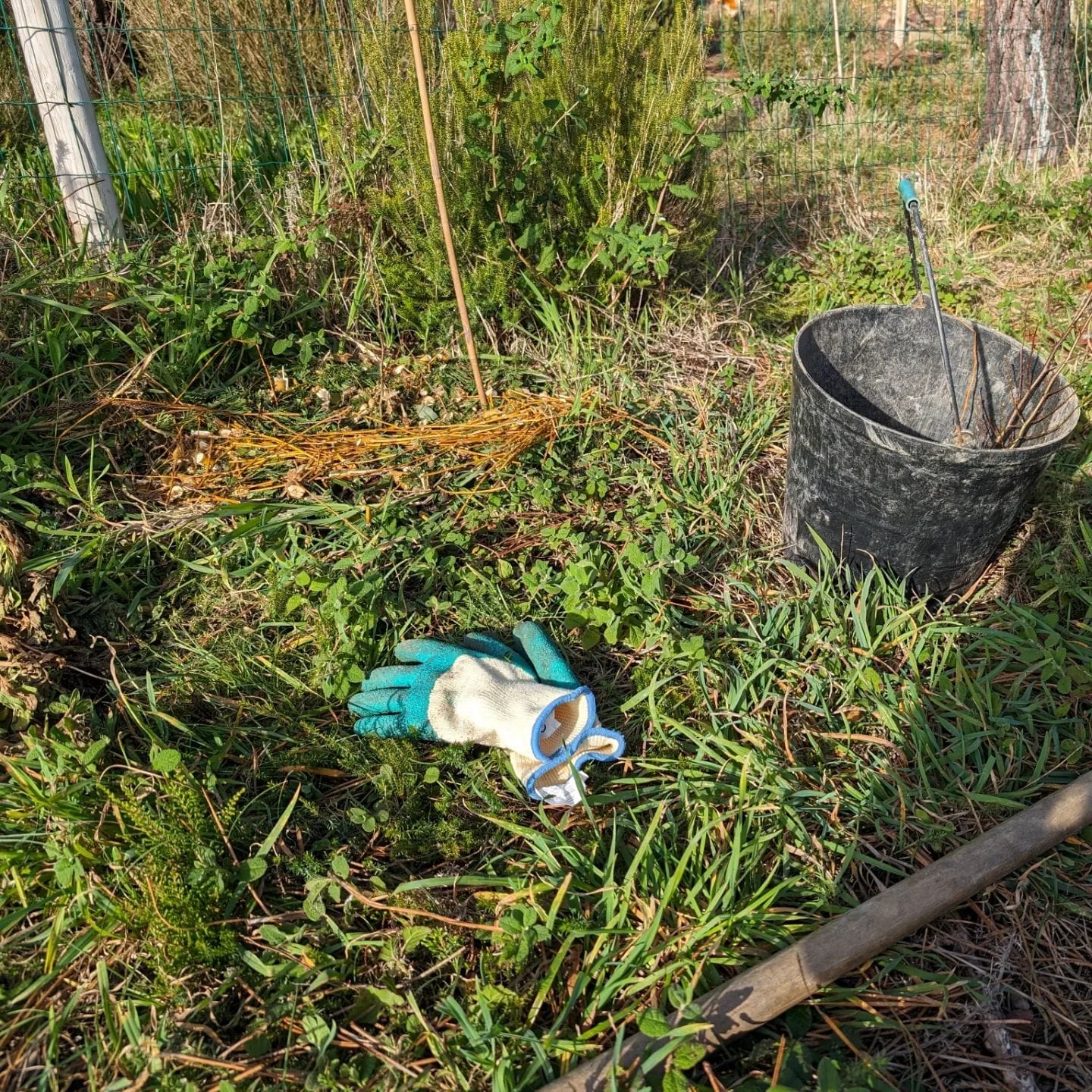 Planting Italian alder trees