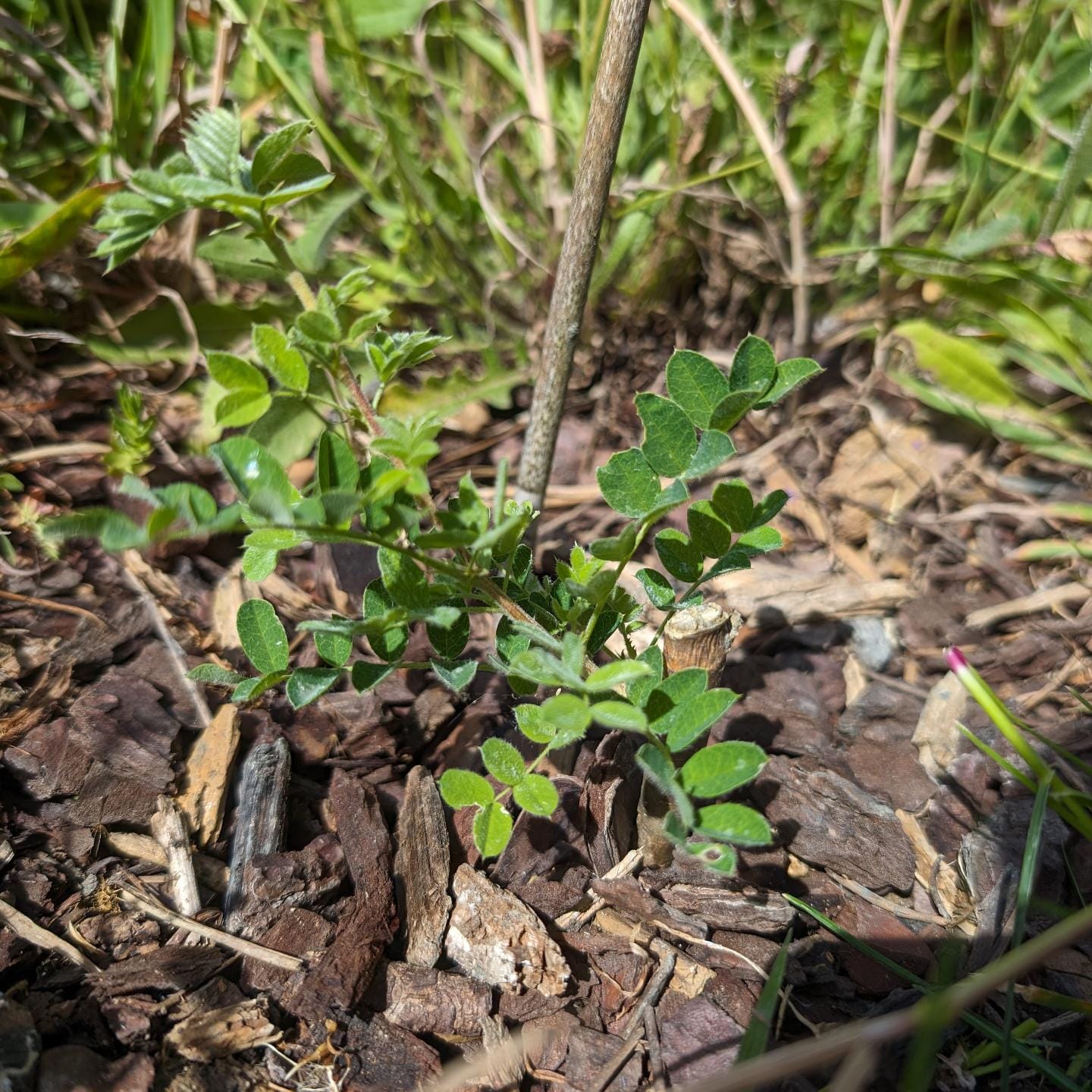 Siberian fighter: this Siberian pea shrub got accidentally cut close to the ground last year