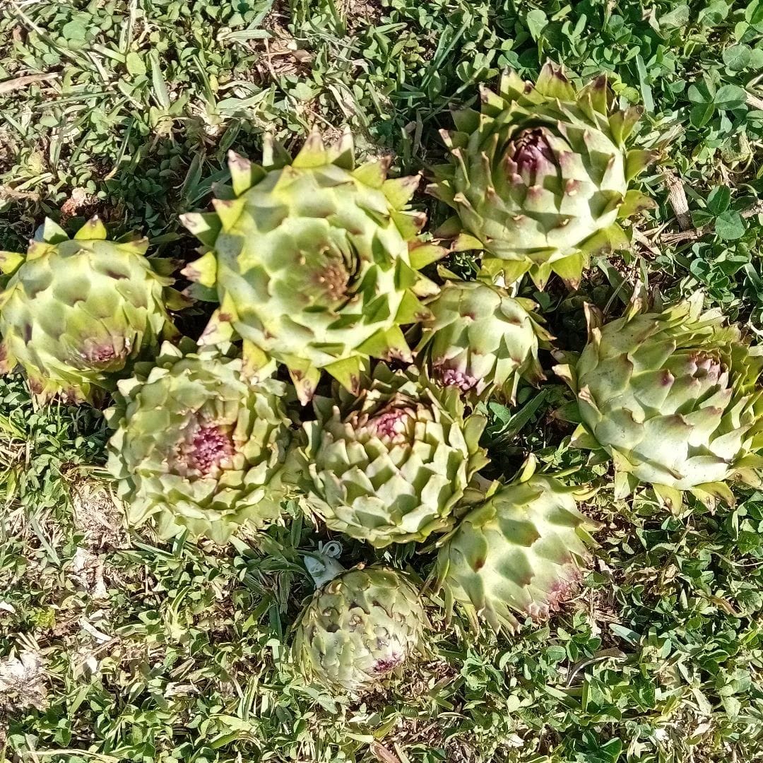 Beautiful artichokes! A wonderful harvest from our garden 🥰