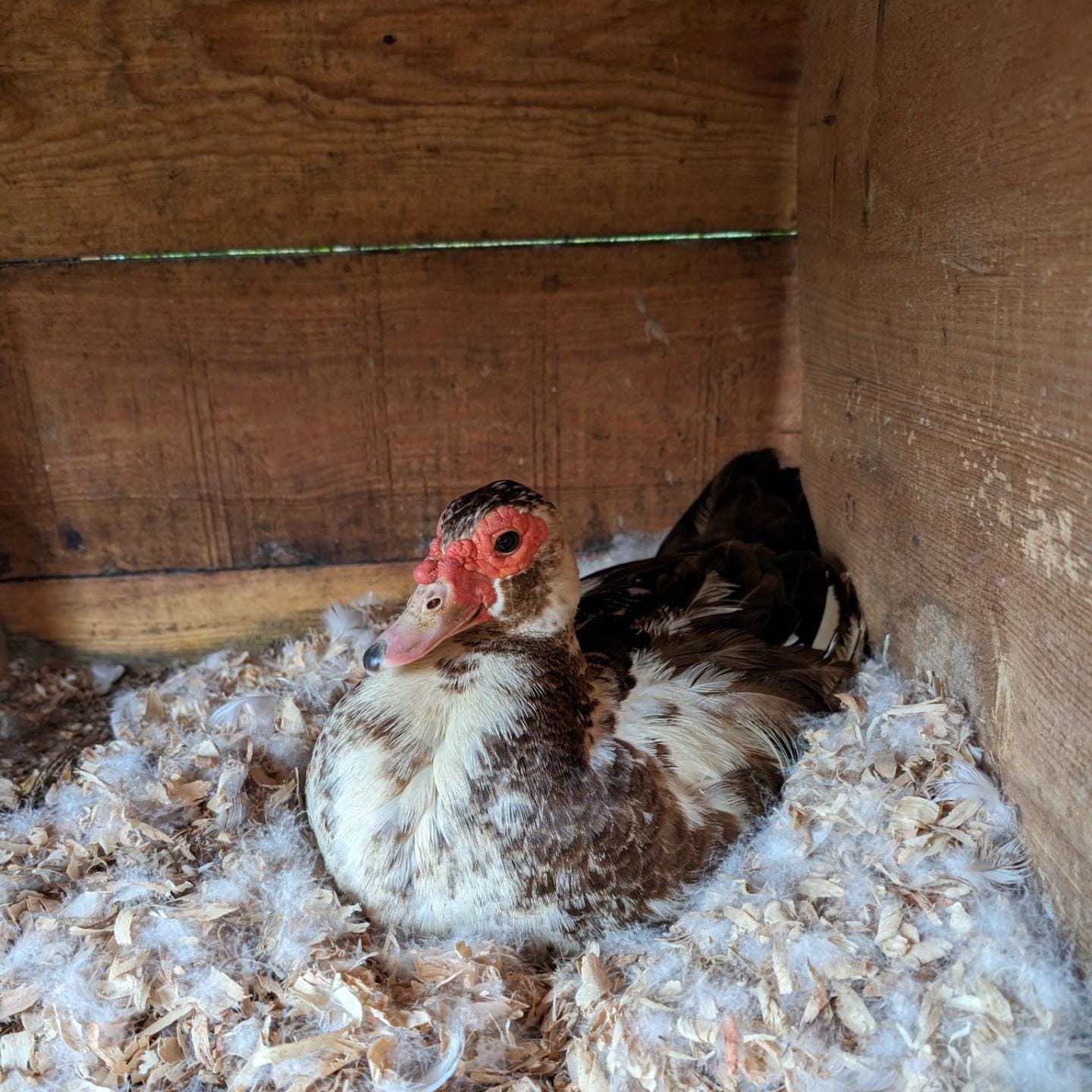 Two new future Muscovy mamas at work