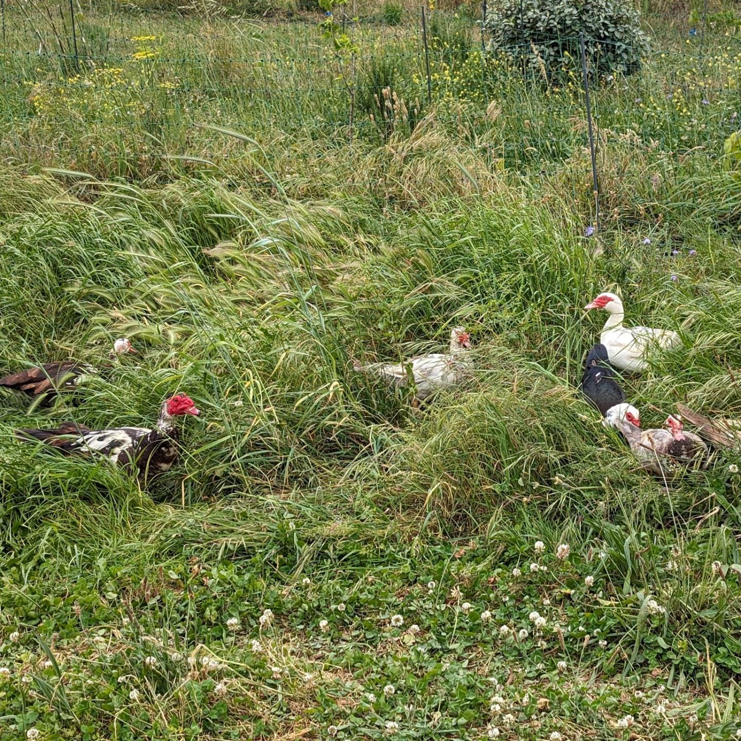 Pasture strip rotation day for the adult ducks and geese