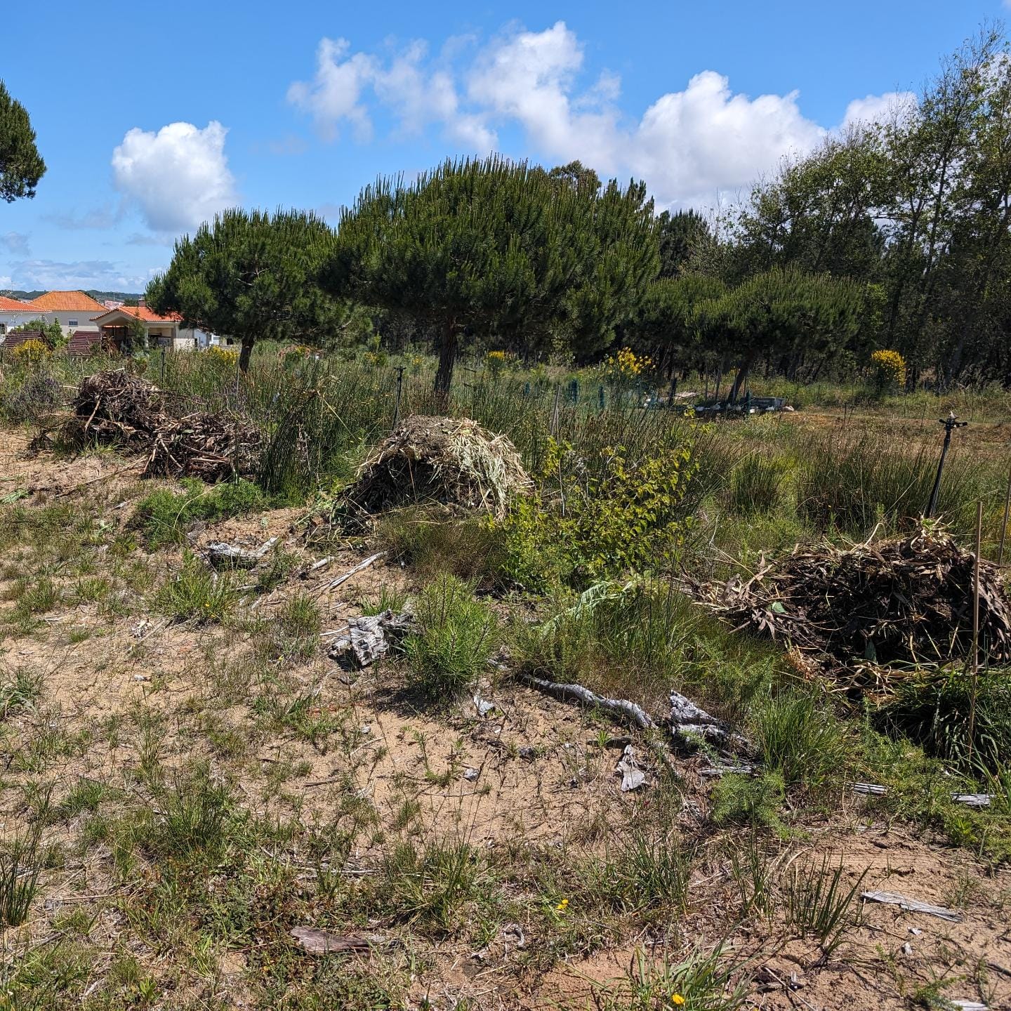 Moving biomass to mulch bare areas on the west swale berm