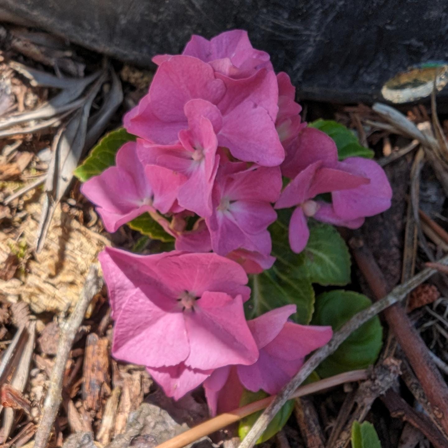 Amongst the many different kinds of clipping in the biomass pile there are also hydrangeas