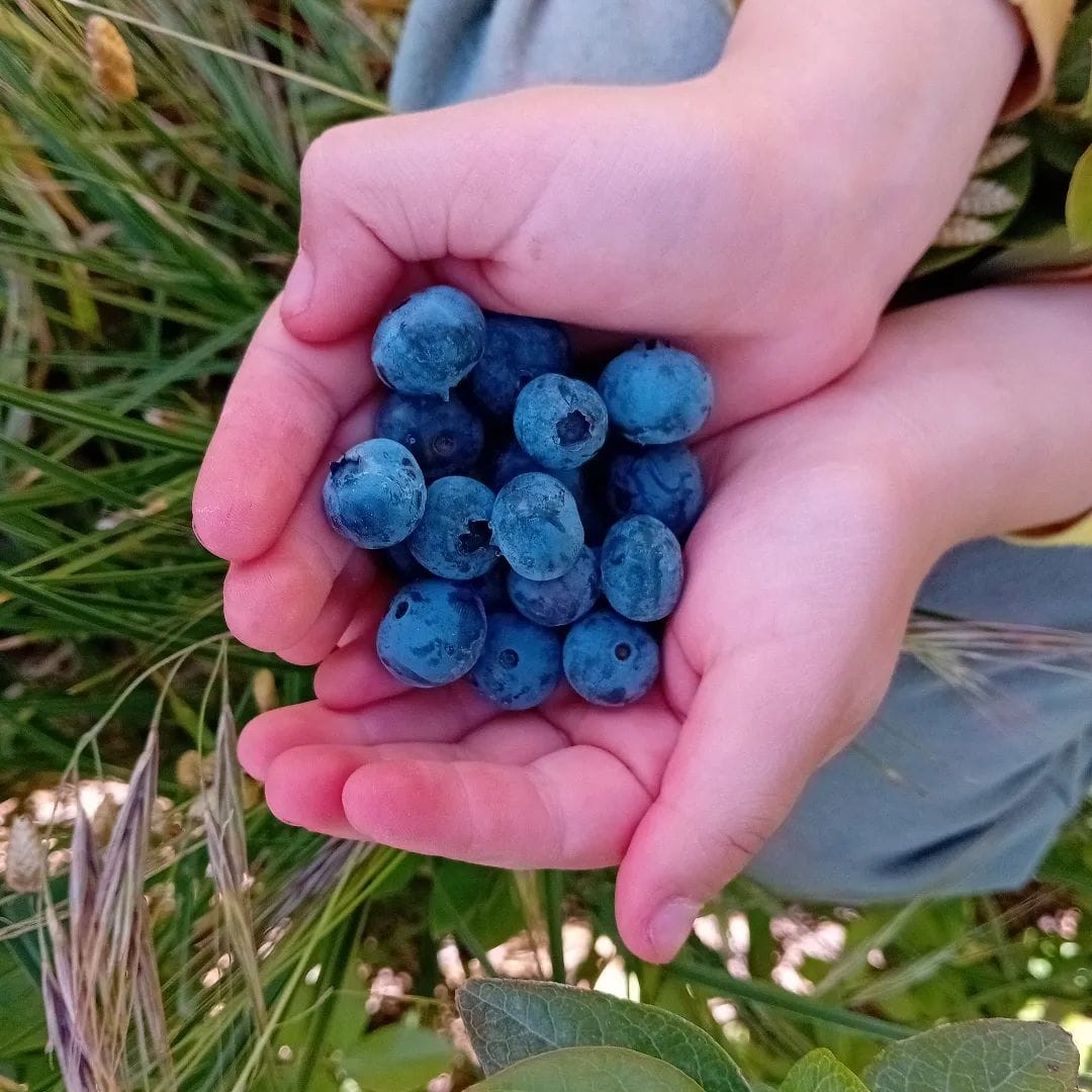 Best harvest so far: blueberries and smiles