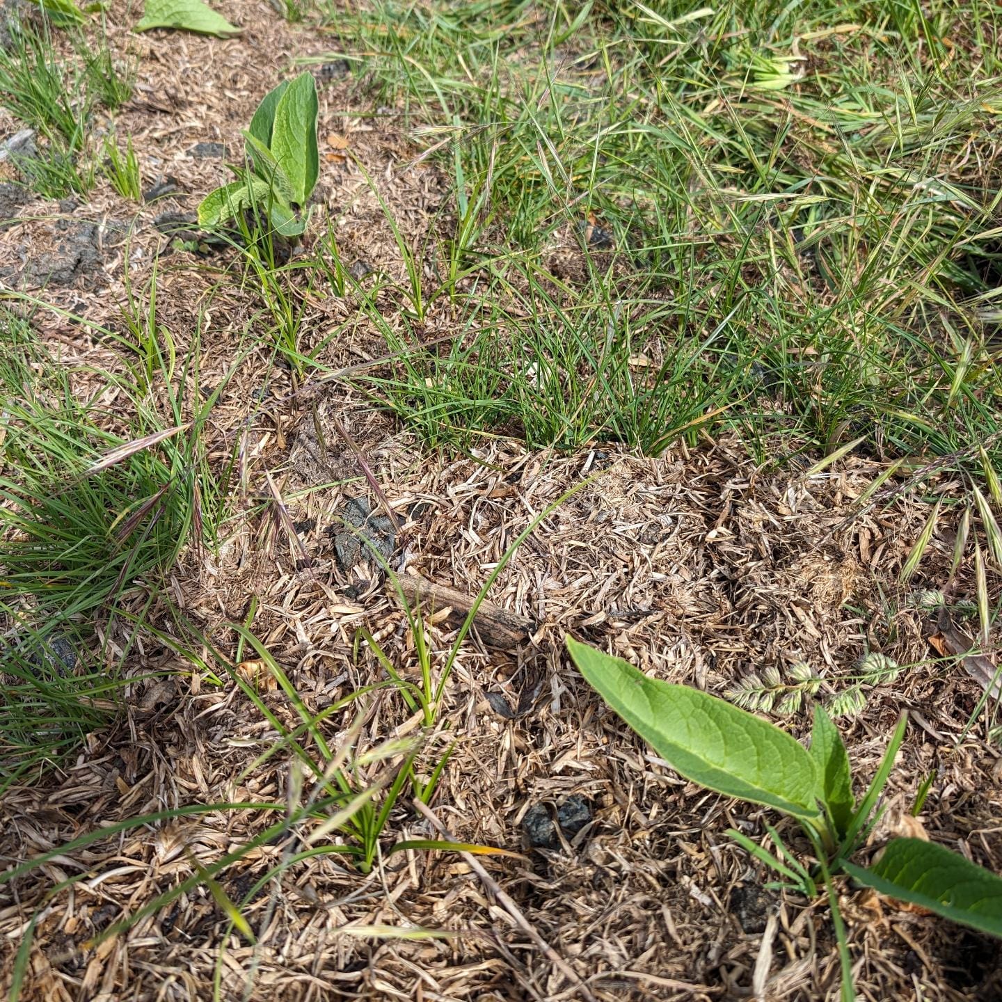 #weeding the #comfreypatch