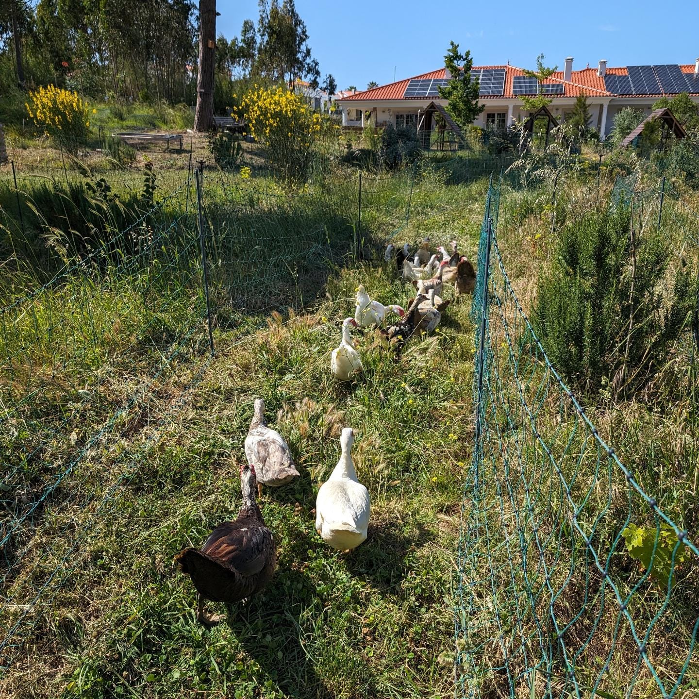 The birds are finally getting their fresh grass