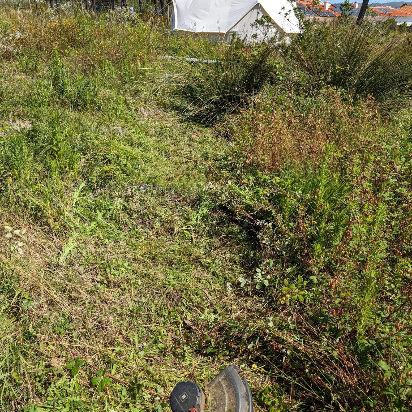 Cleaning the area next to the event tent and west pond