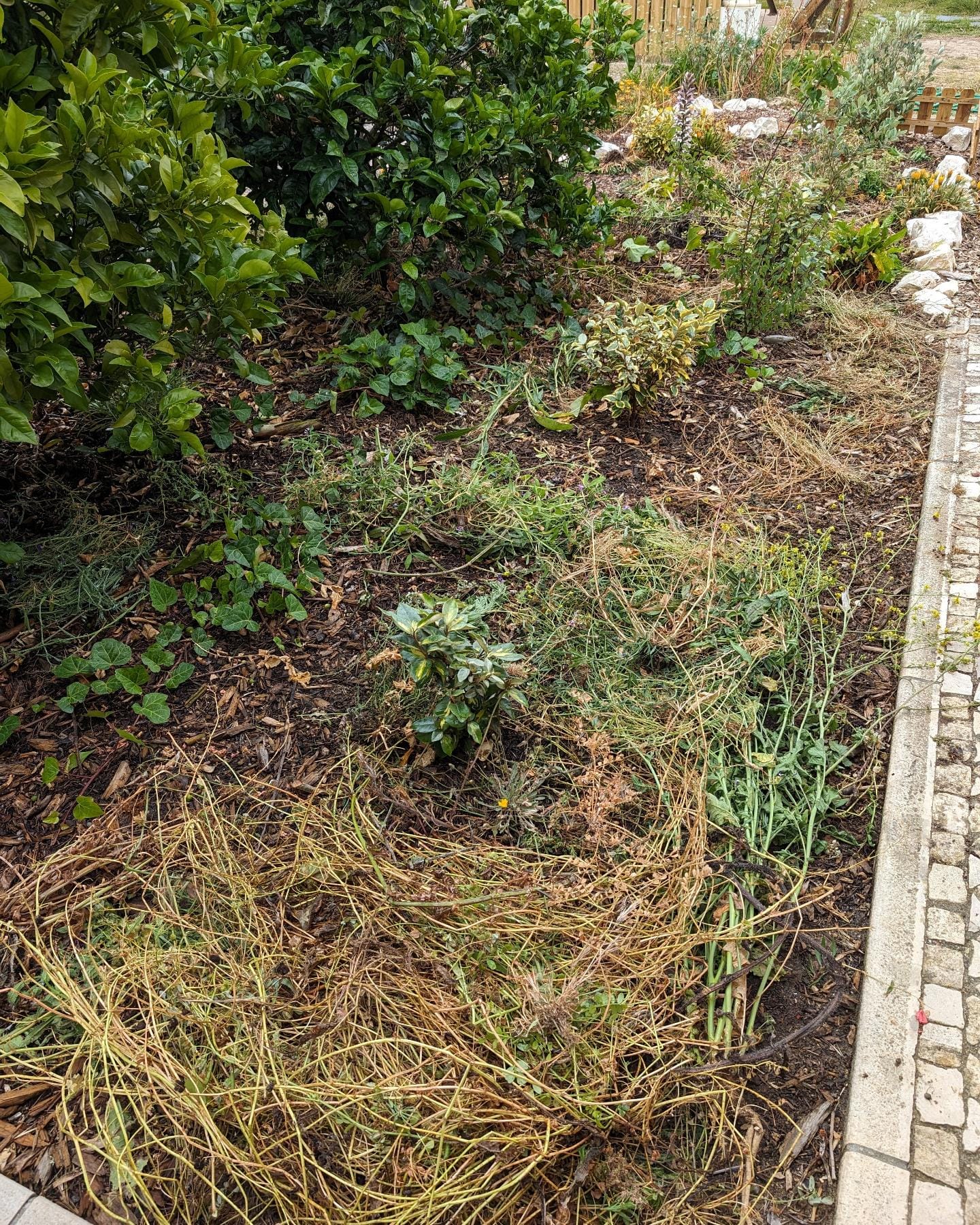 Weeding the guest gardens in zone 1