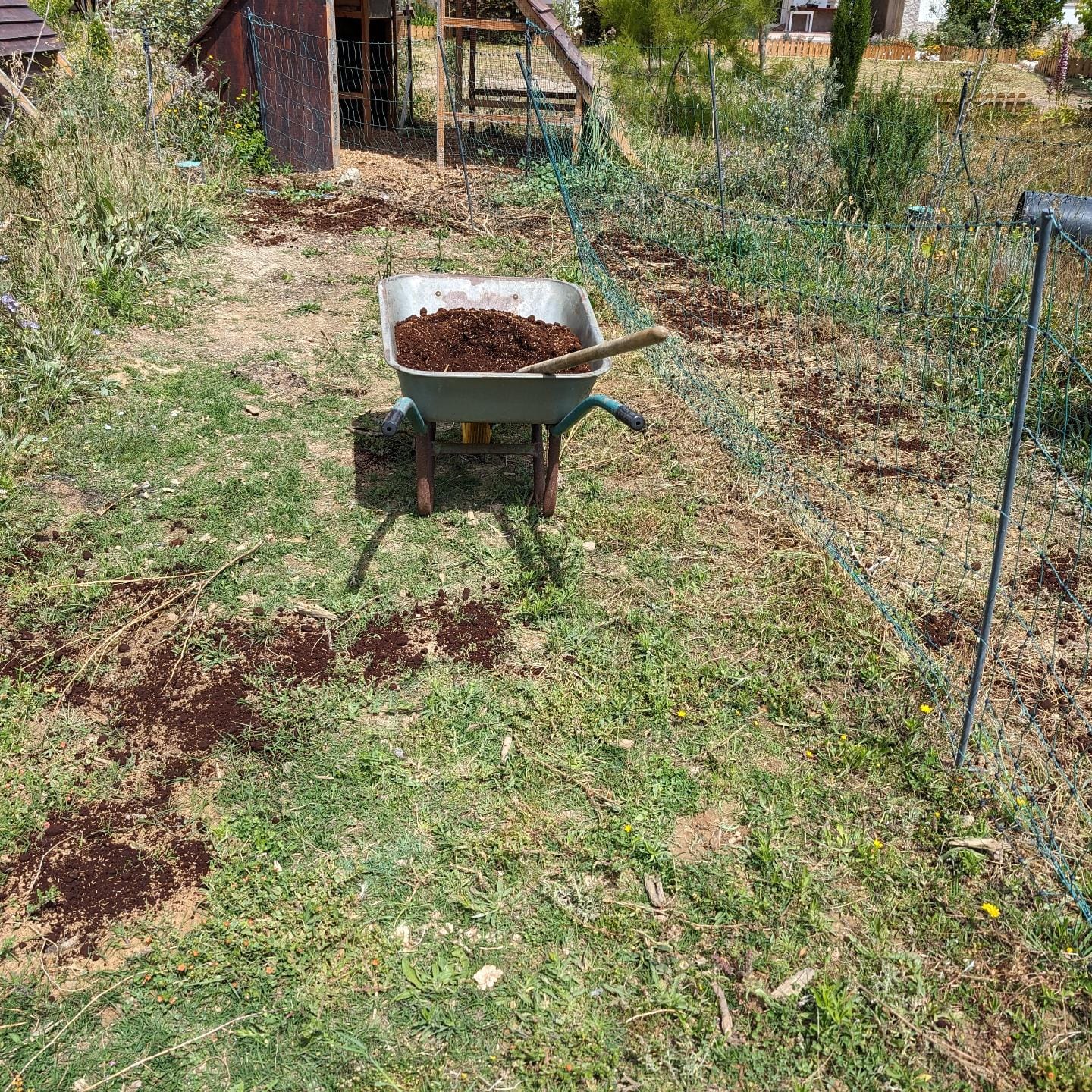 Spreading coffee grounds and grass/clover seed mix on pasture strip 1